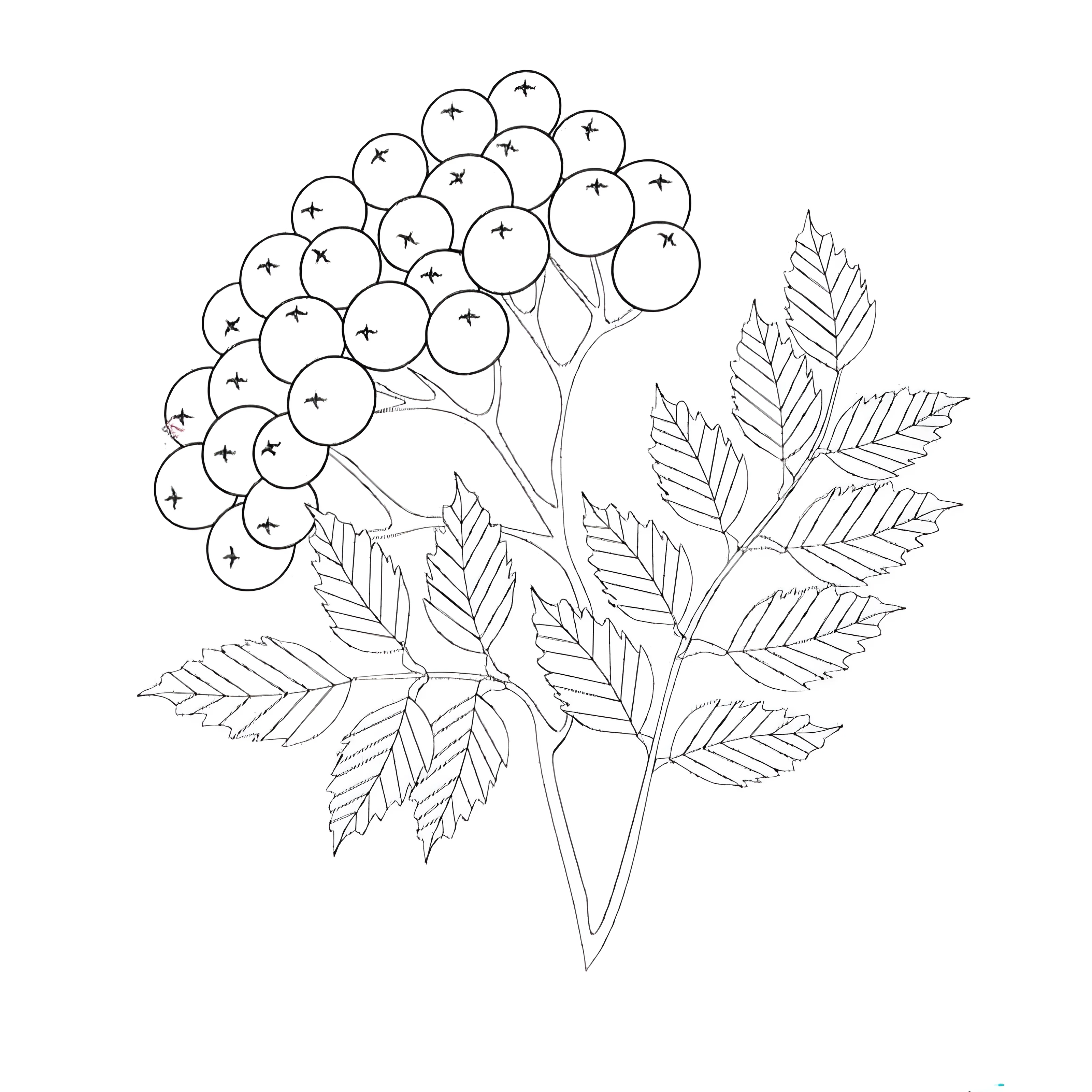 Рябина раскраска №6473. Шаблоны и вытынанки. Осенние вытынанки.