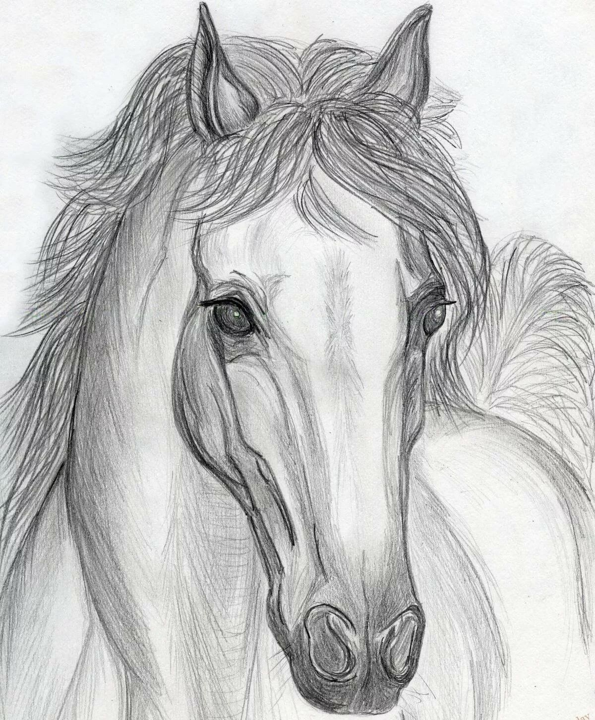 Рисунки животных карандашом для срисовки. Голова лошади. Рисунок. Распечатать №1065. Рисование. Рисунки карандашом для срисовки, Животные.