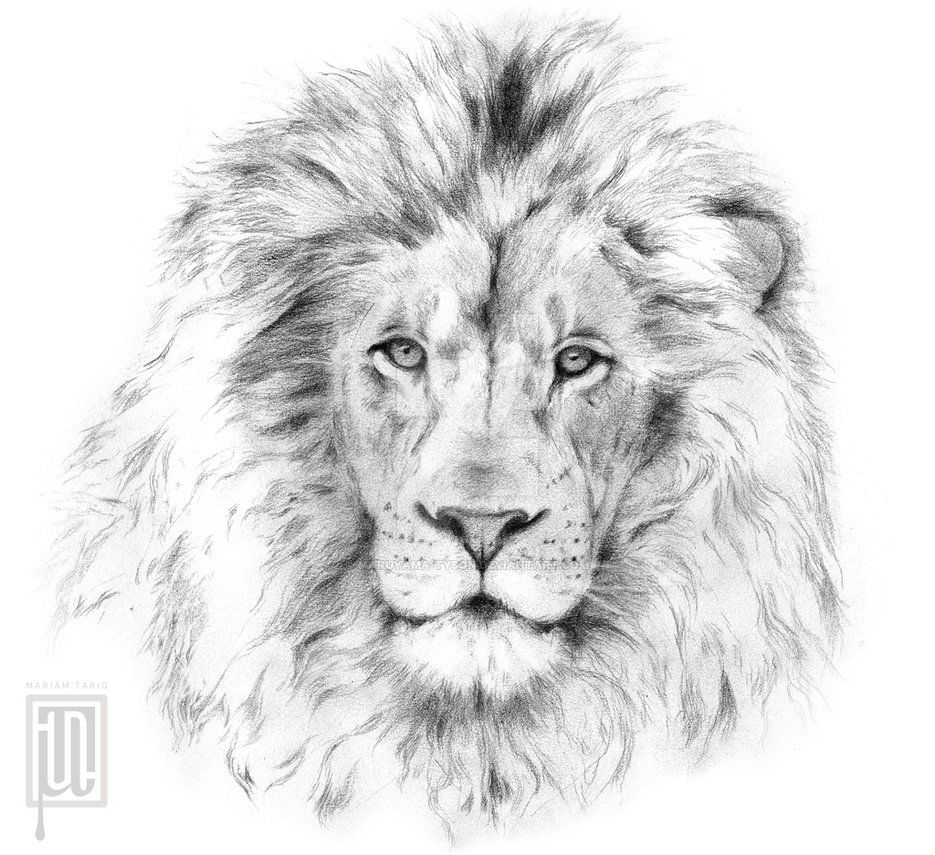 Рисунок голова льва, лев для срисовки №1107. Рисование. Рисунки карандашом для срисовки, Животные.