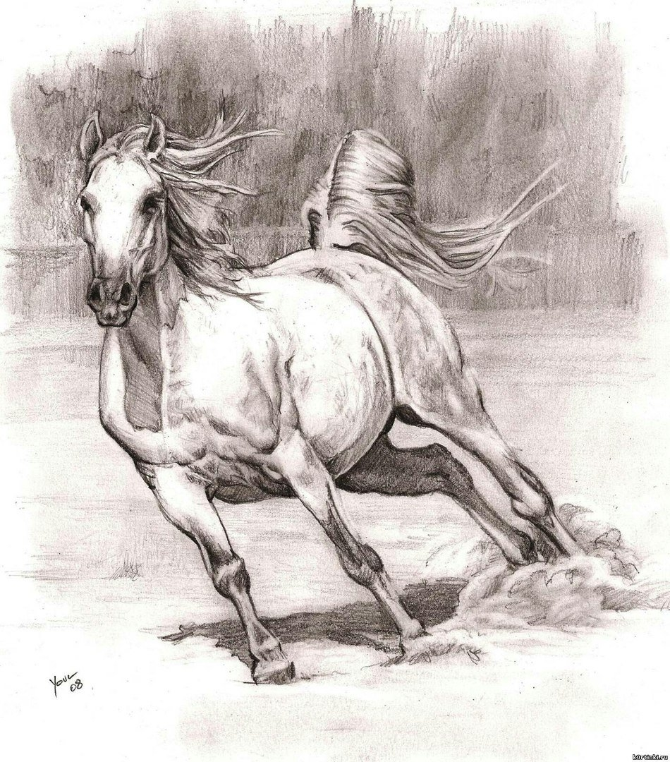 Рисунок лошадь карандашом для срисовки. Профессиональный рисунок №1187. Рисование. Рисунки карандашом для срисовки, Животные.