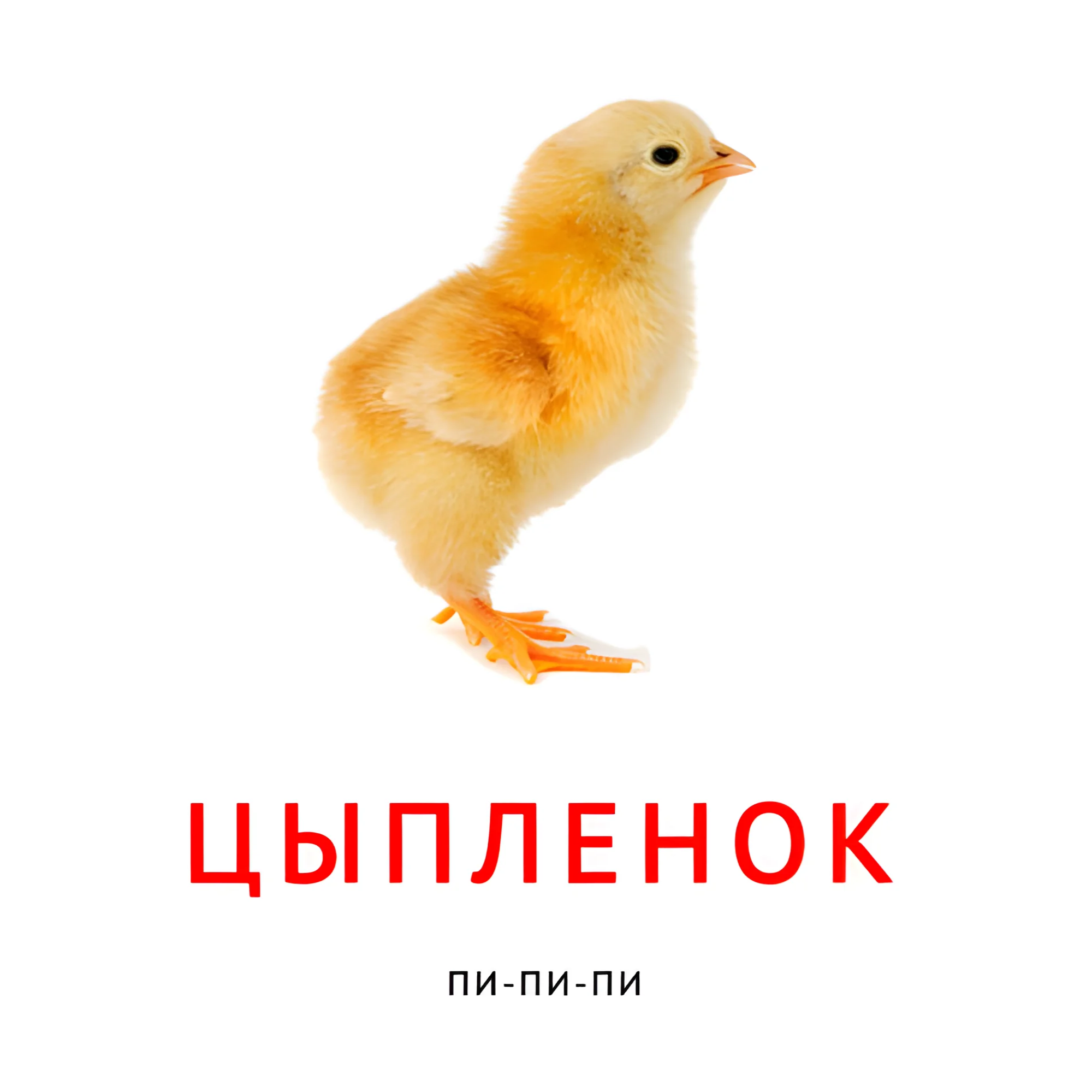Цыплёнок №2102. Карточки Домана на русском языке. Что говорят животные.