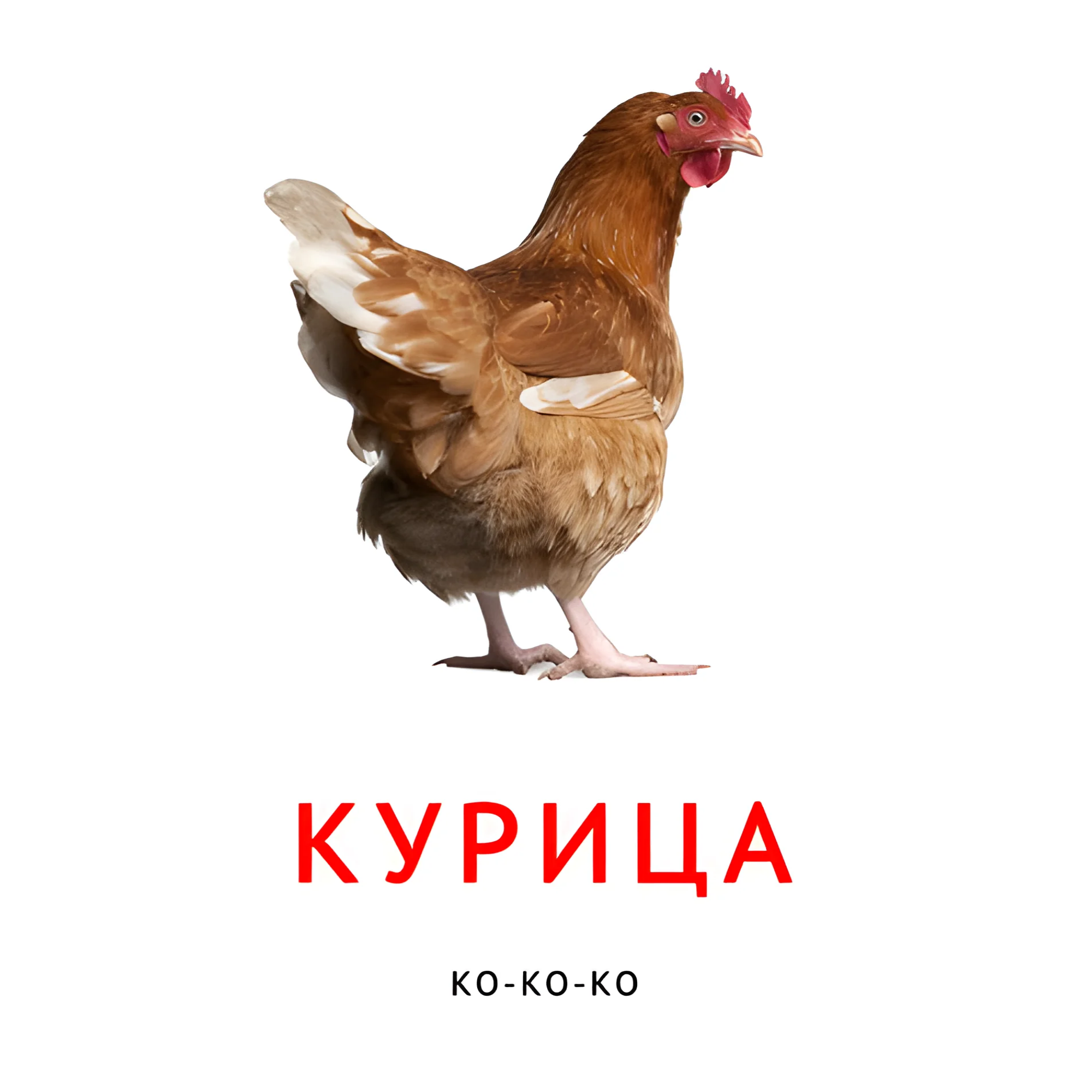 Курица №2091. Карточки Домана на русском языке. Что говорят животные.
