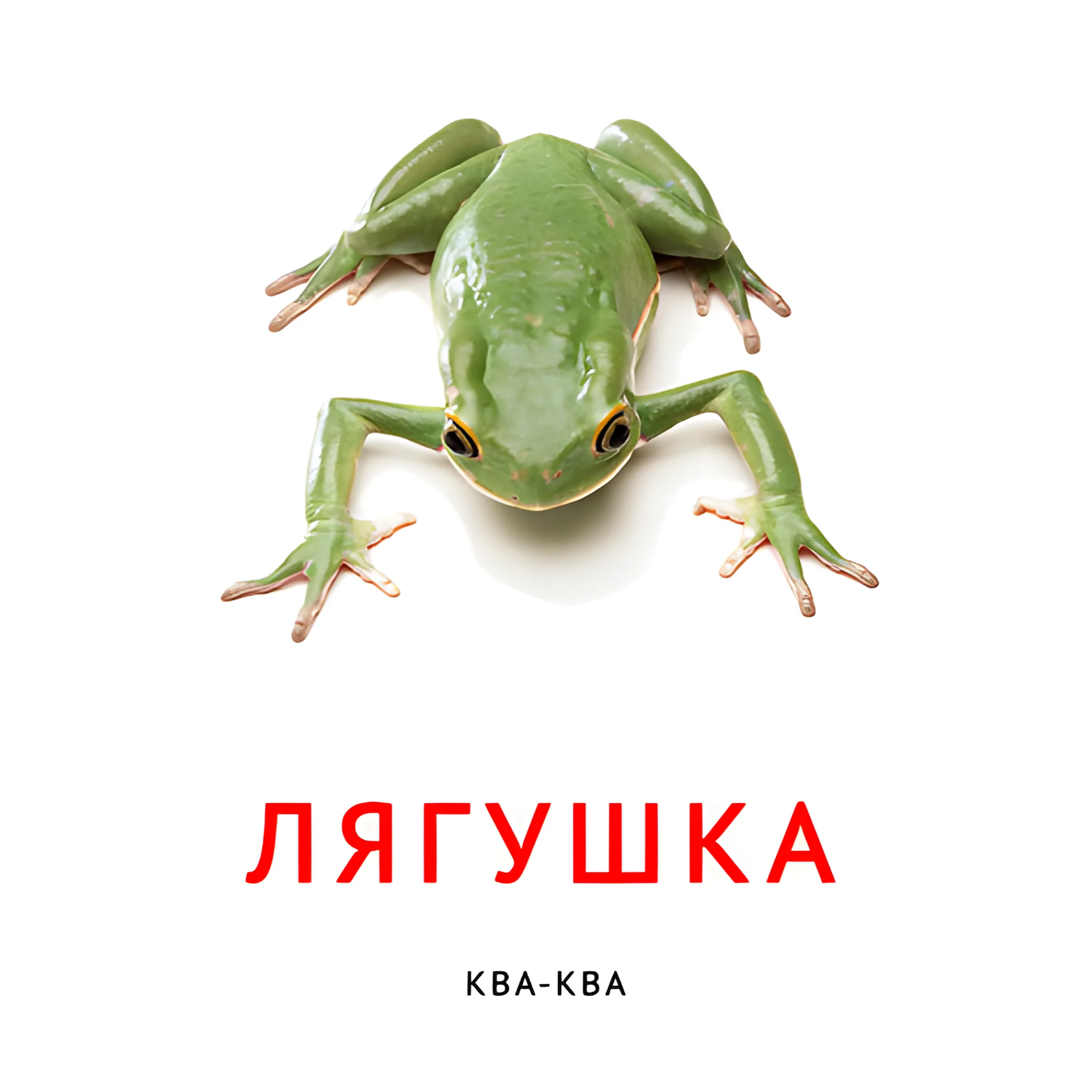 Лягушка №2097. Карточки Домана на русском языке. Что говорят животные.