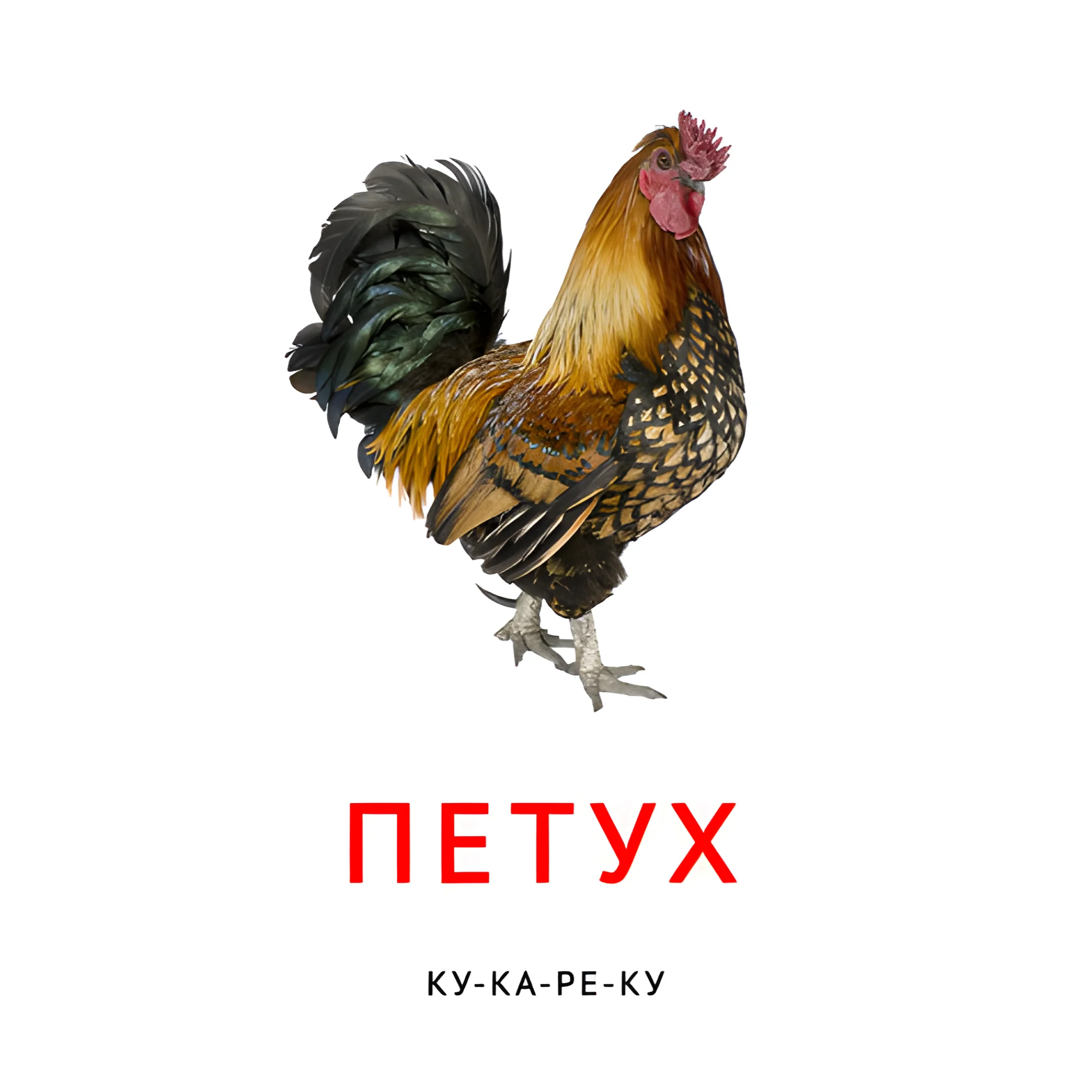 Петух №2100. Карточки Домана на русском языке. Что говорят животные.