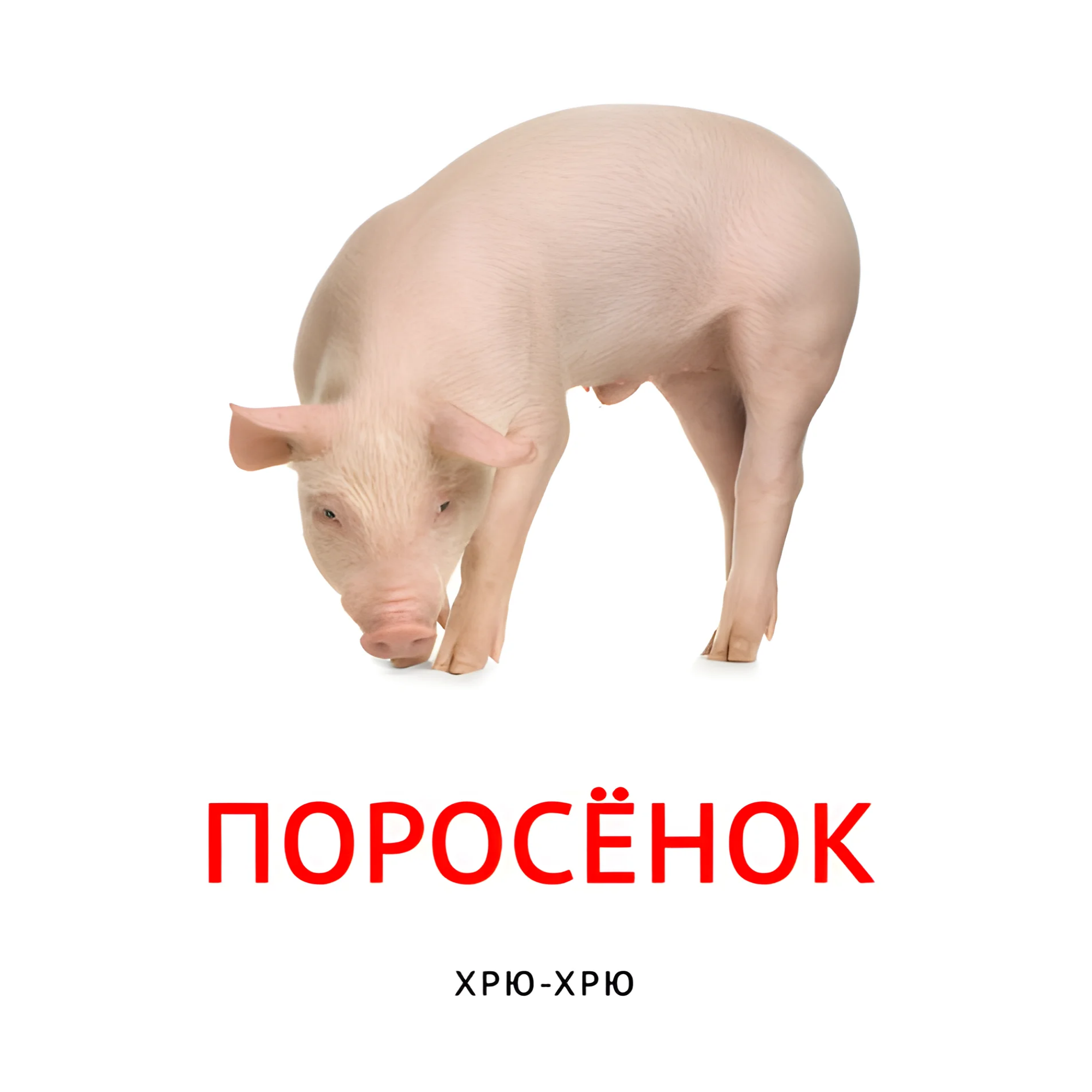Поросёнок №2093. Карточки Домана на русском языке. Что говорят животные.