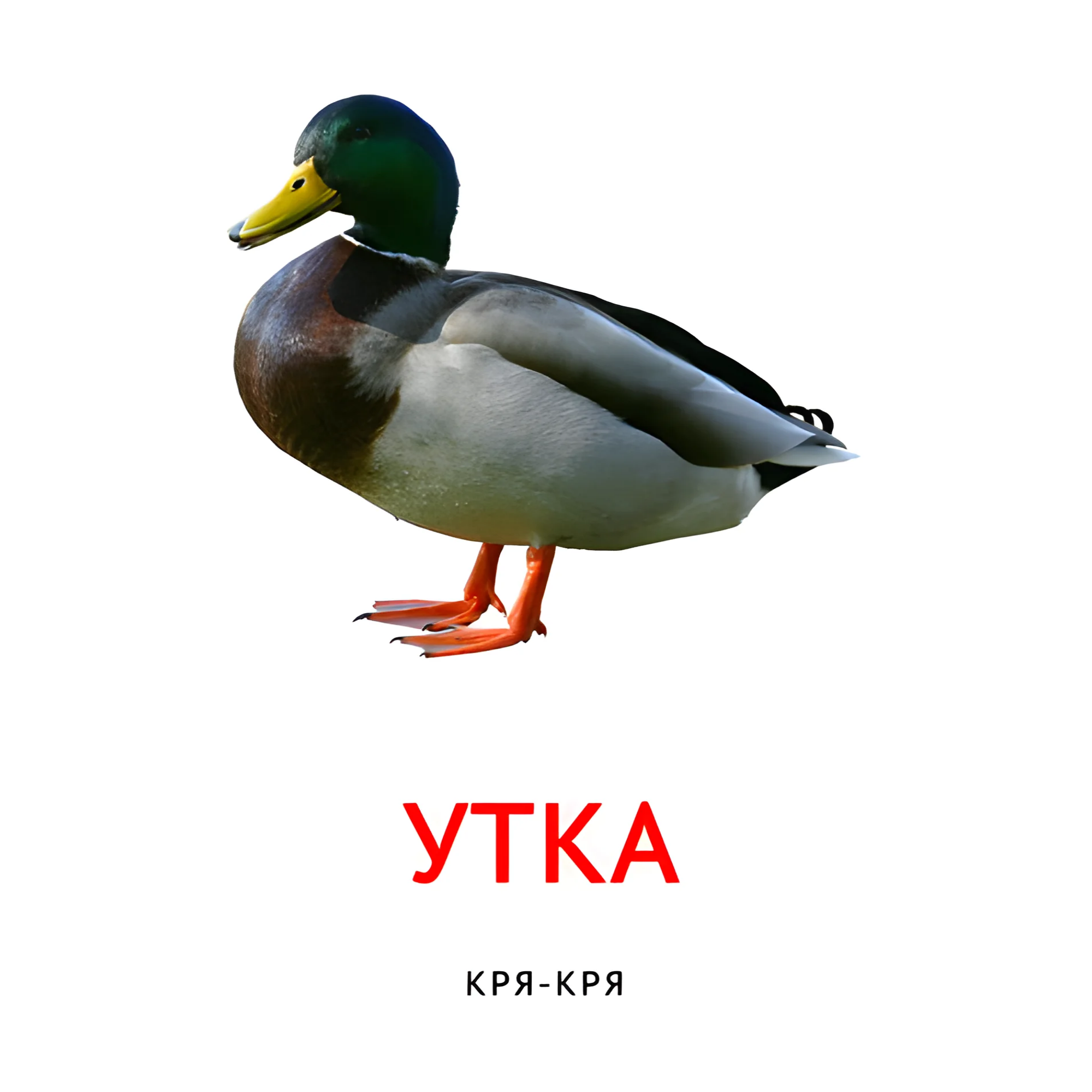 Утка №2095. Карточки Домана на русском языке. Что говорят животные.