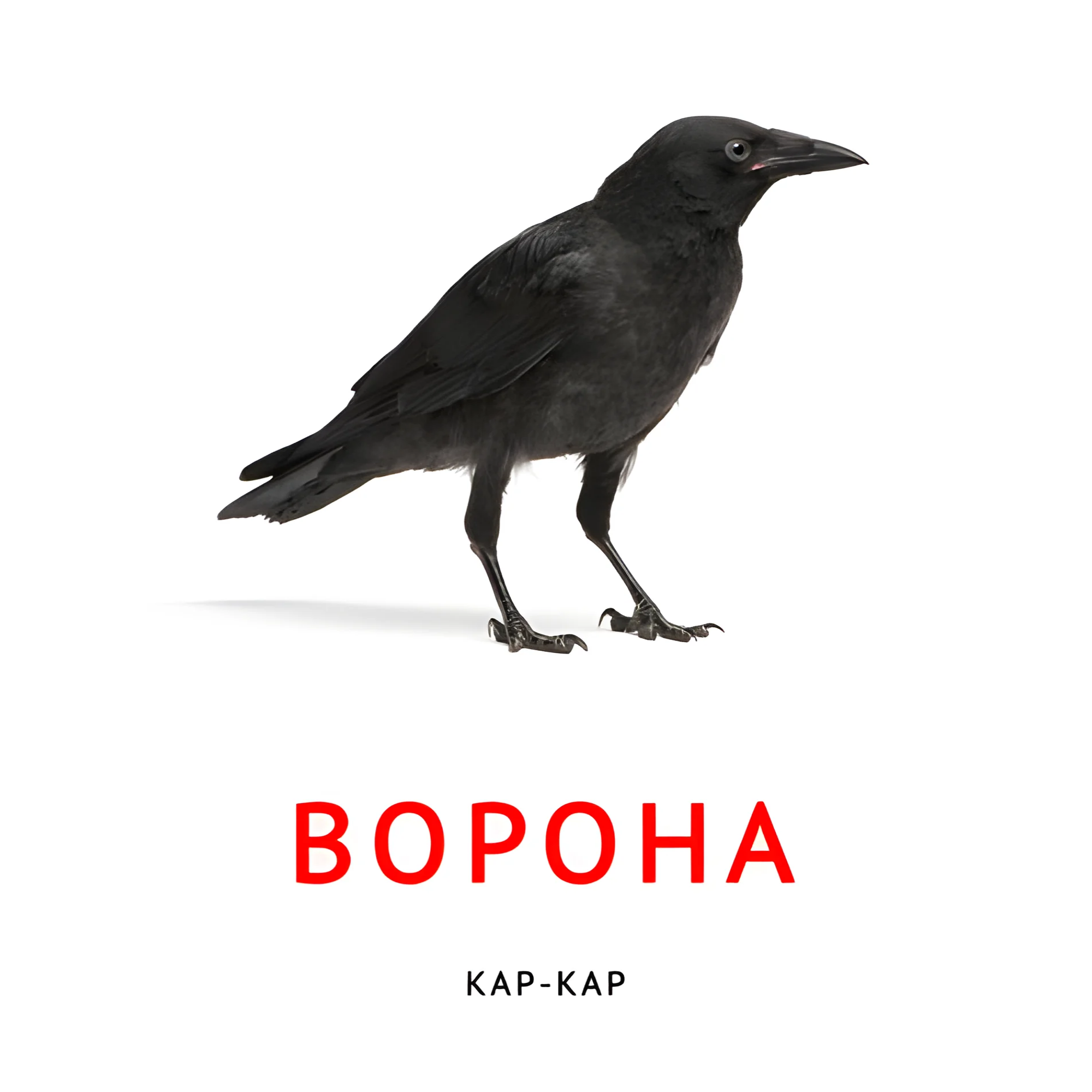 Ворона №2098. Карточки Домана на русском языке. Что говорят животные.