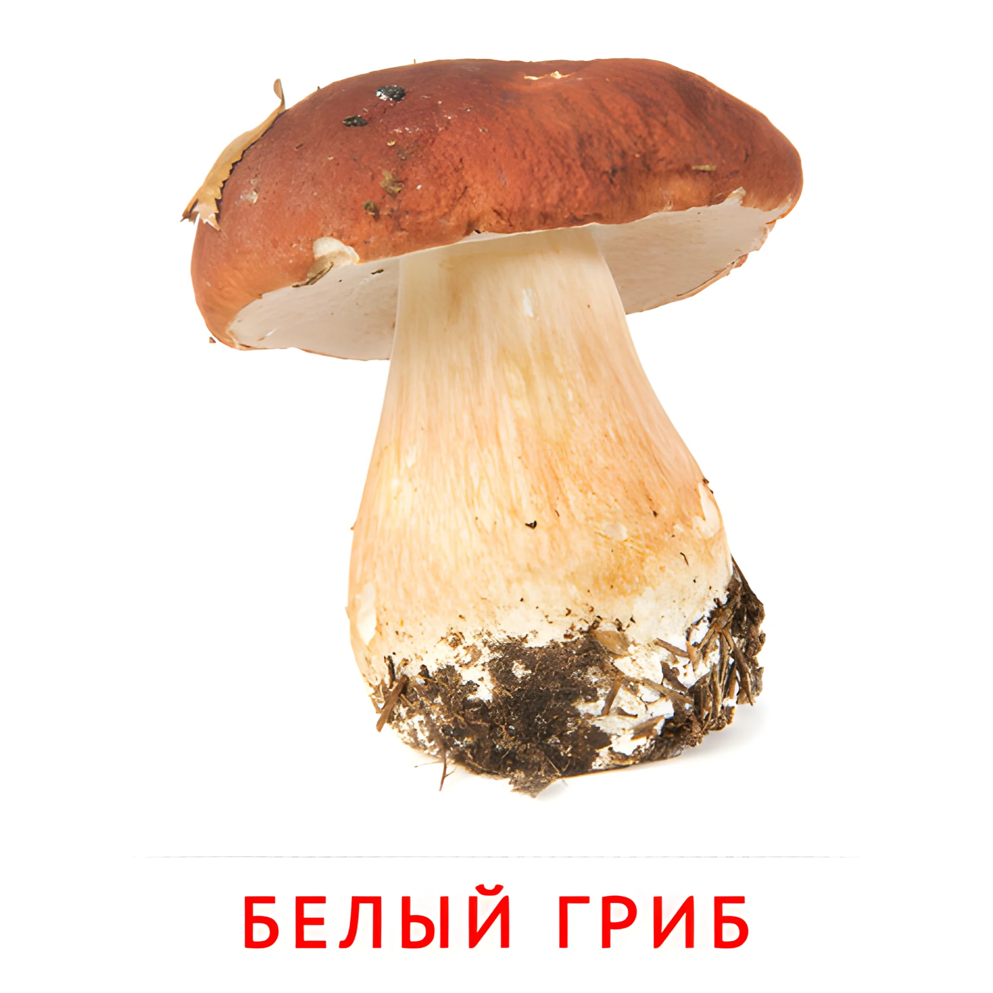 Белый гриб №2247. Карточки Домана на русском языке. Грибы.