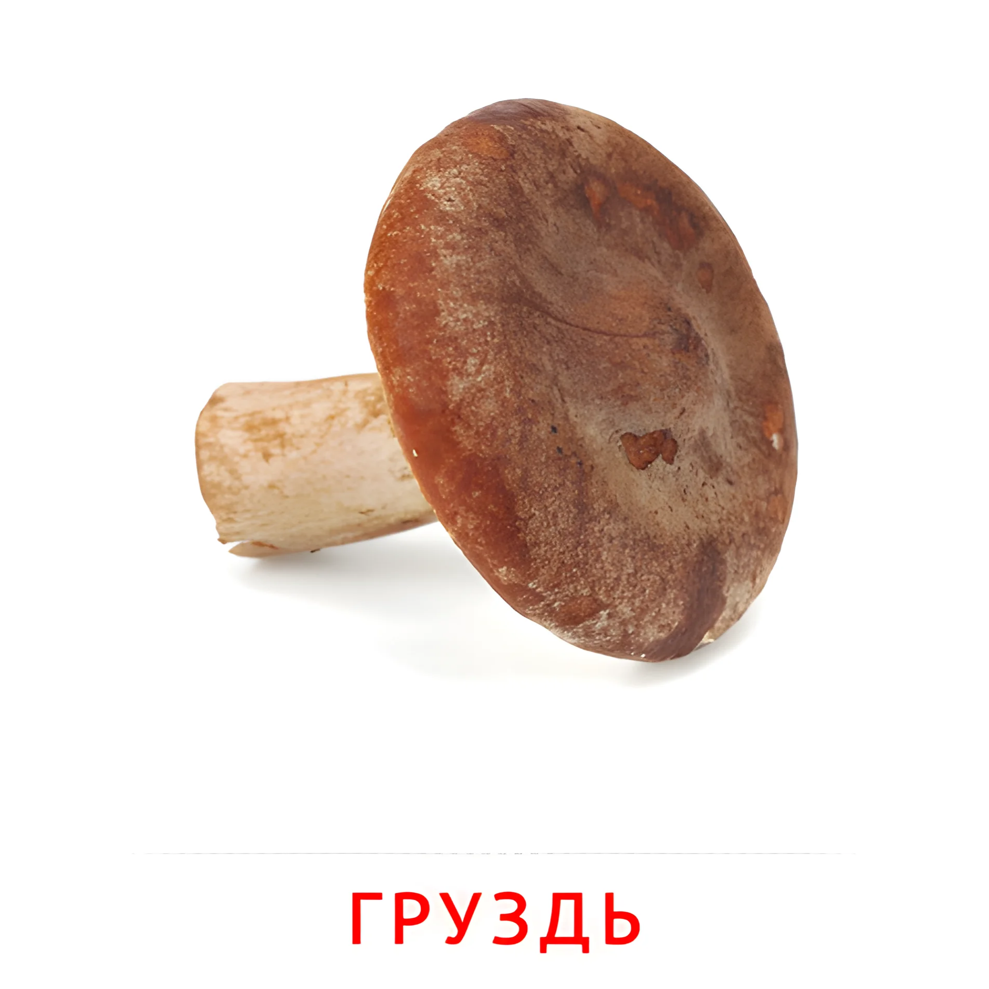 Груздь №2252. Карточки Домана на русском языке. Грибы.