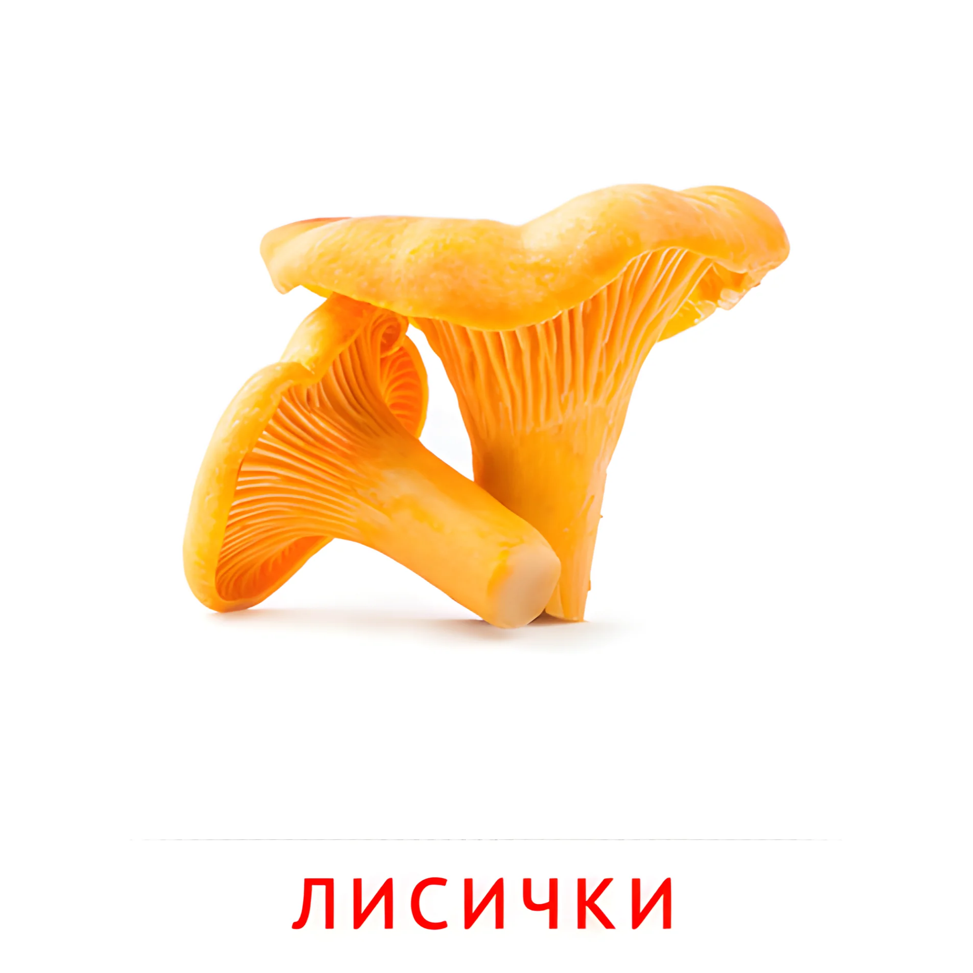 Лисички №2248. Карточки Домана на русском языке. Грибы.