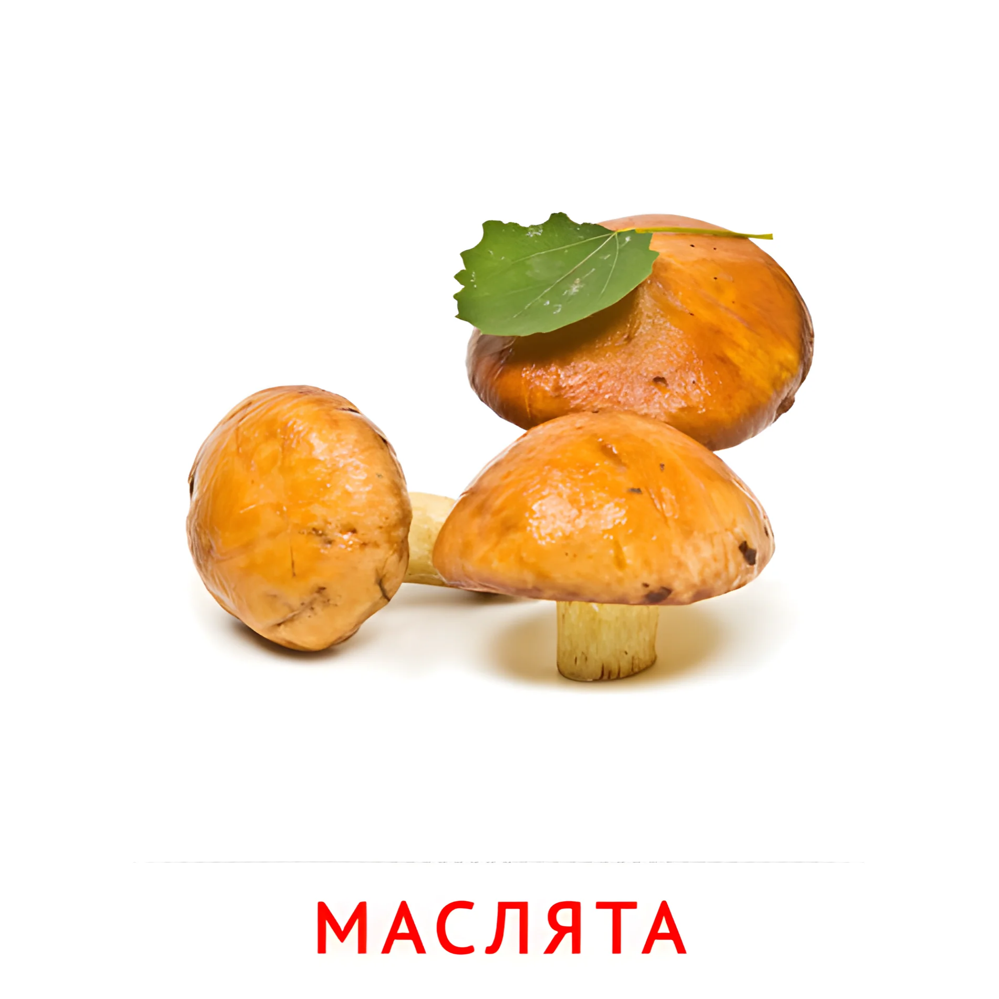 Маслята №2245. Карточки Домана на русском языке. Грибы.