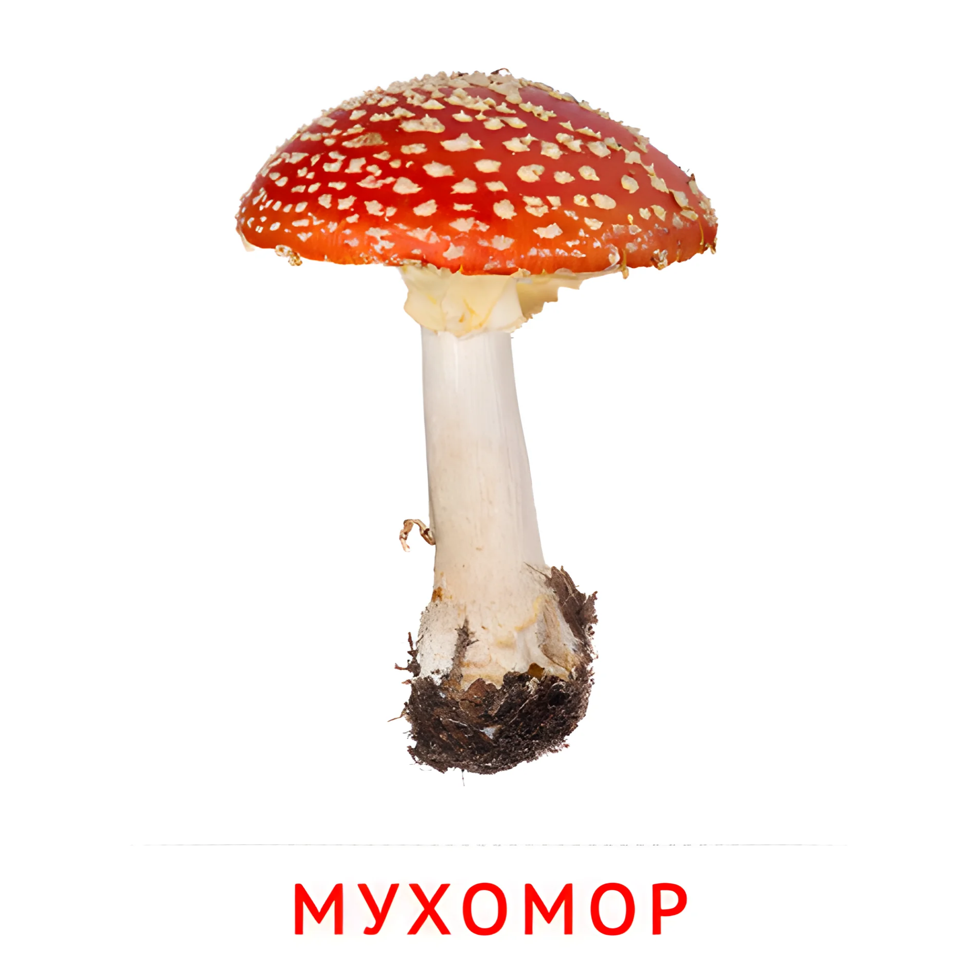 Мухомор №2246. Карточки Домана на русском языке. Грибы.