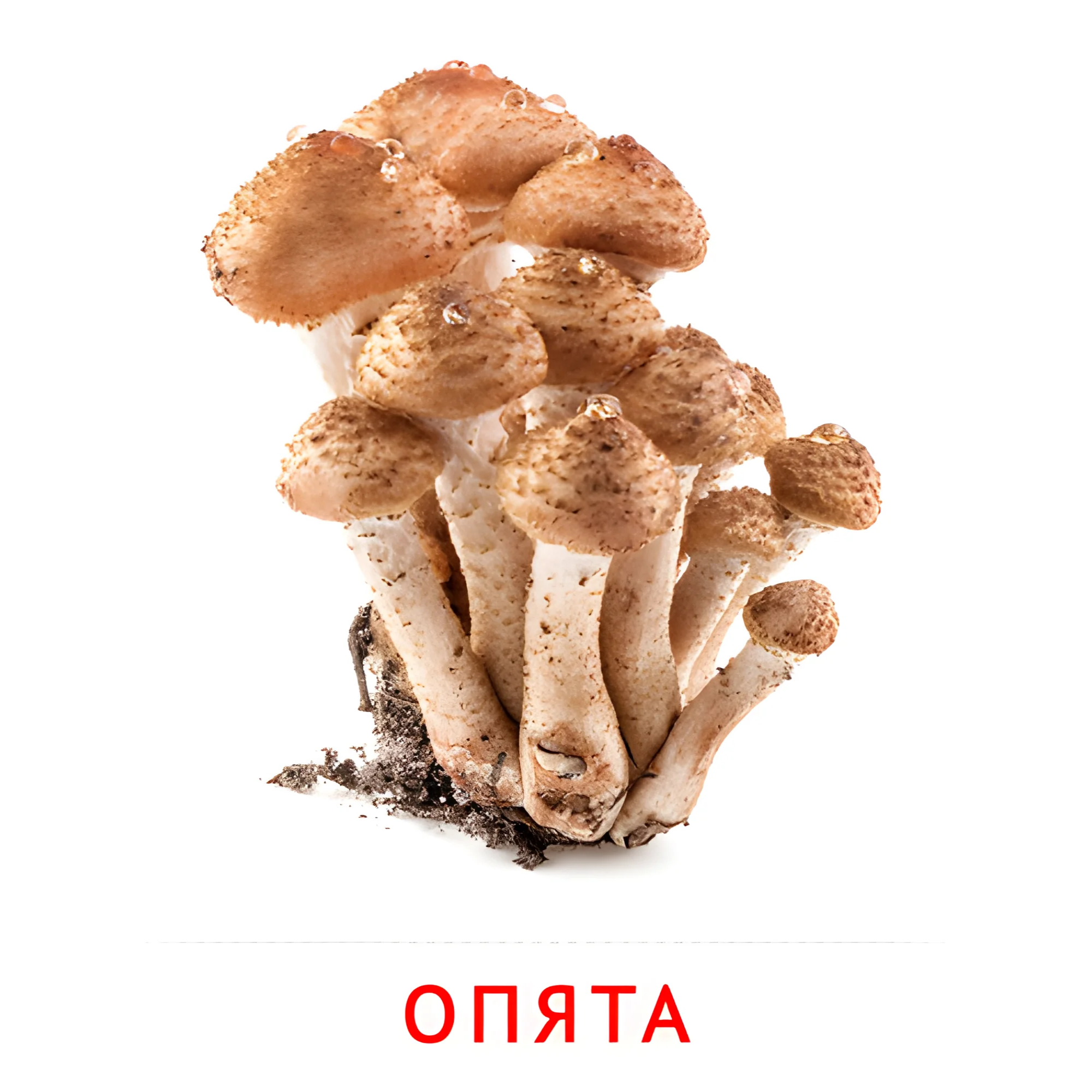 Опята №2254. Карточки Домана на русском языке. Грибы.