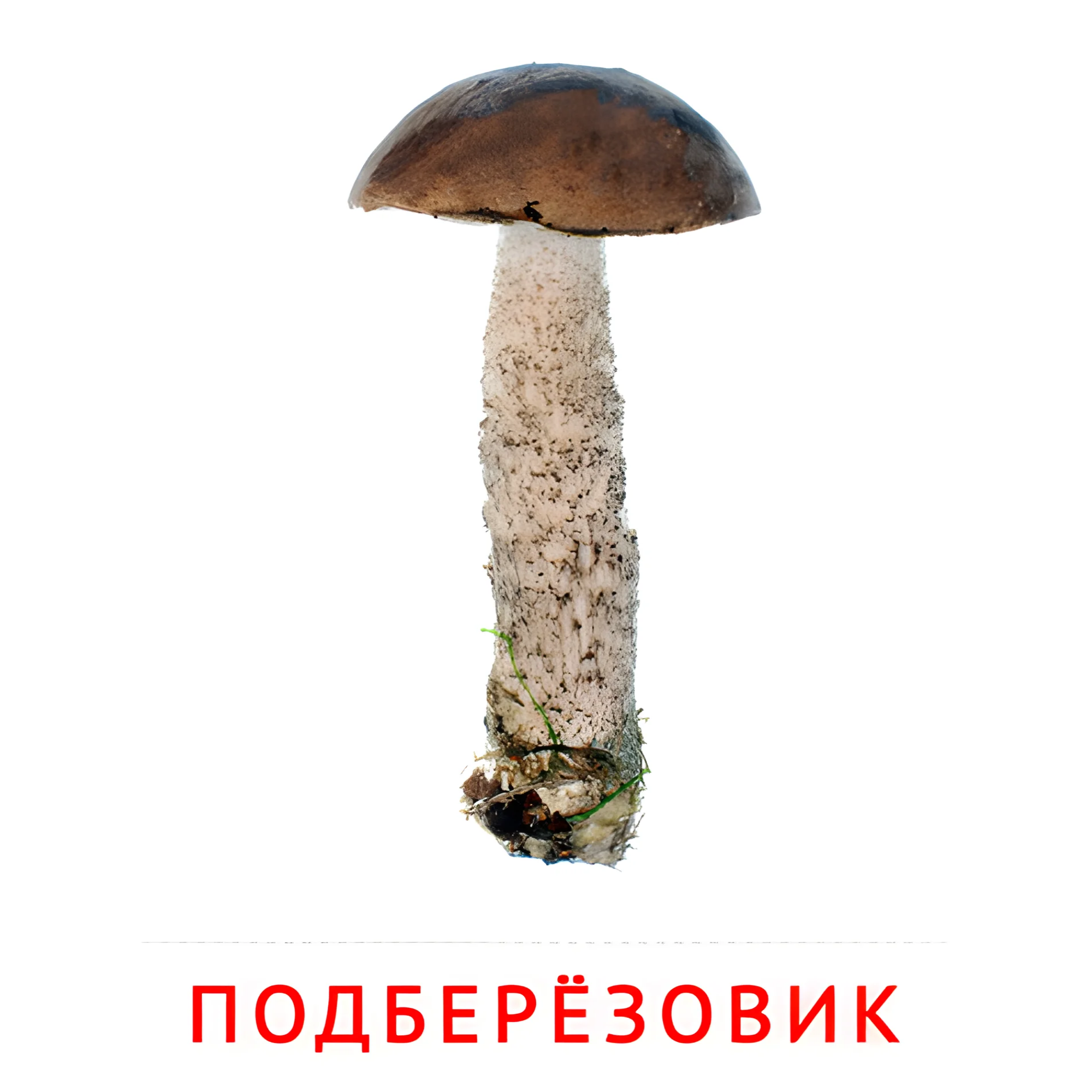 Подберёзовик №2249. Карточки Домана на русском языке. Грибы.