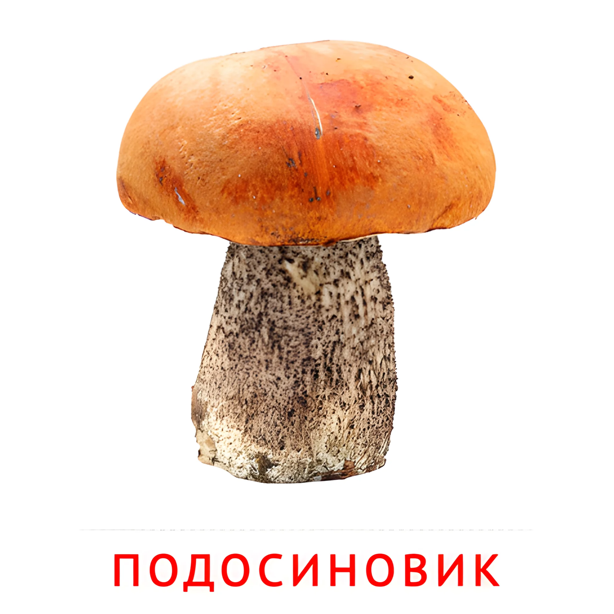 Подосиновик №2250. Карточки Домана на русском языке. Грибы.