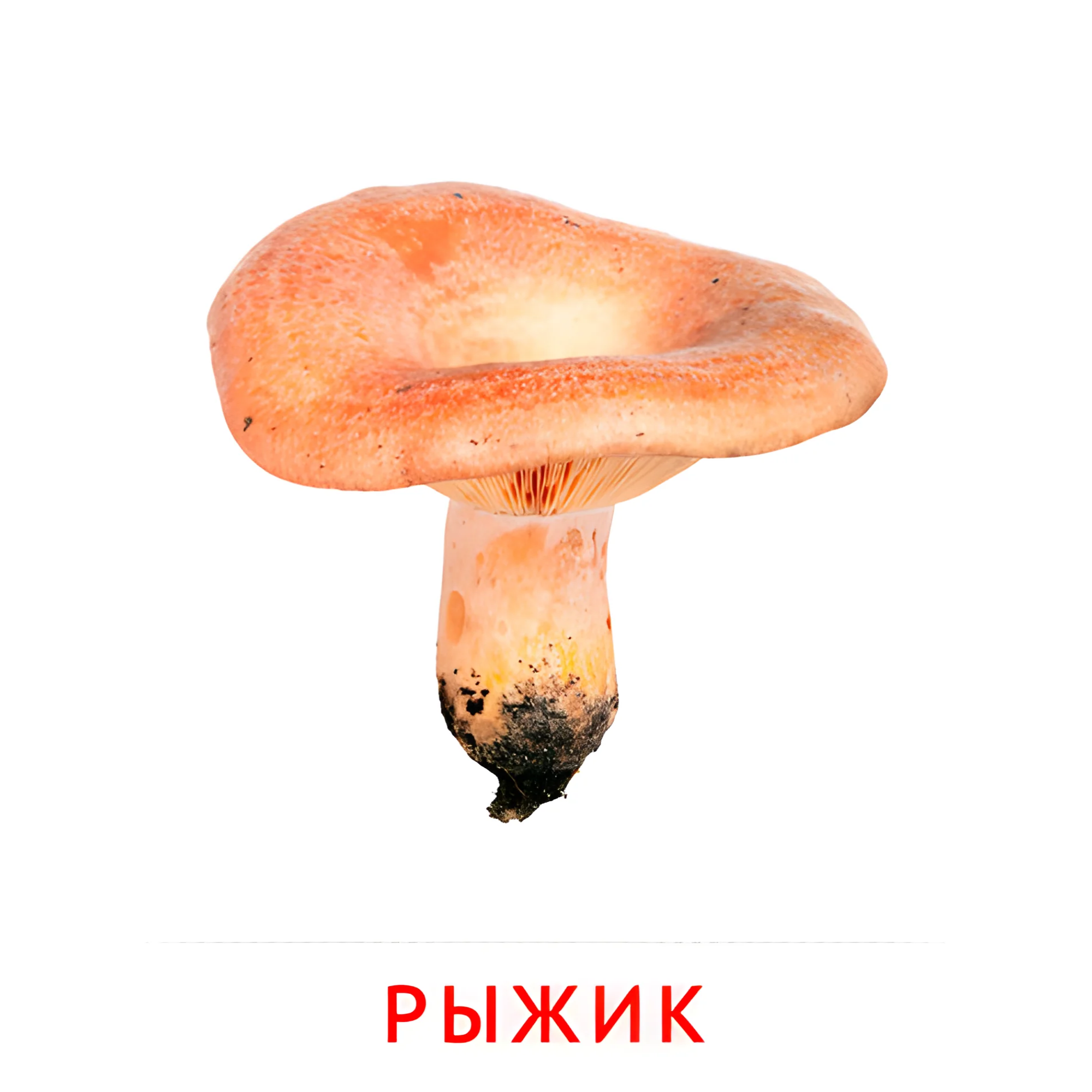 Рыжик №2251. Карточки Домана на русском языке. Грибы.