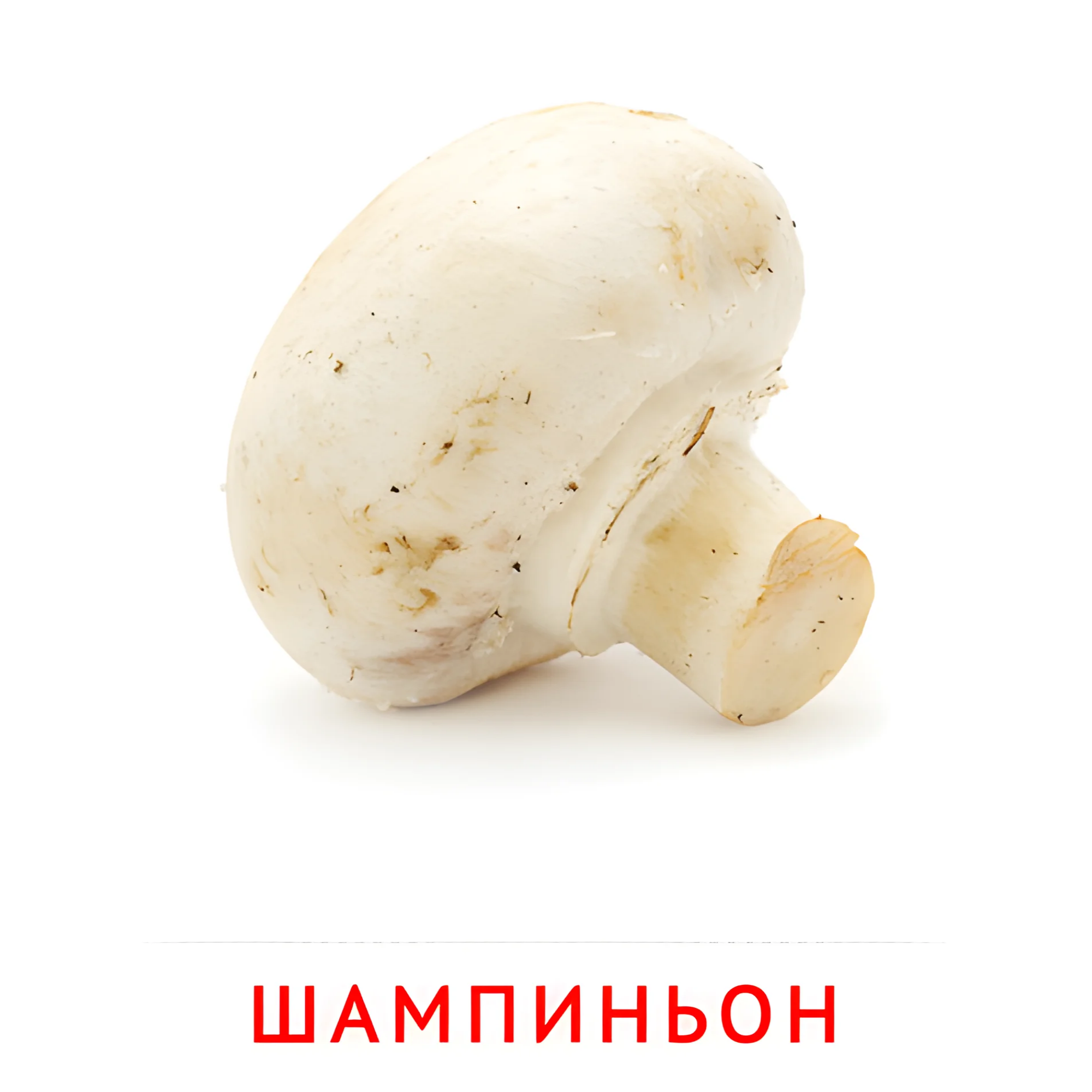 Шампиньон №2253. Карточки Домана на русском языке. Грибы.