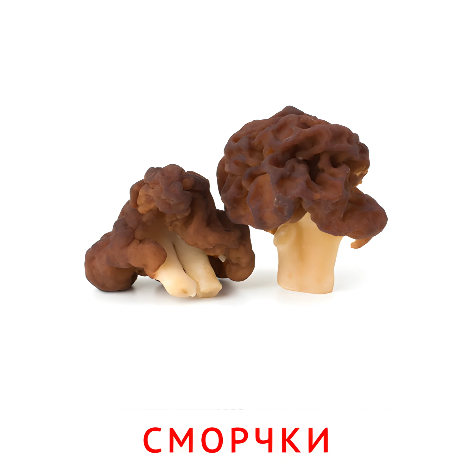 Сморчки №2256. Карточки Домана на русском языке. Грибы.