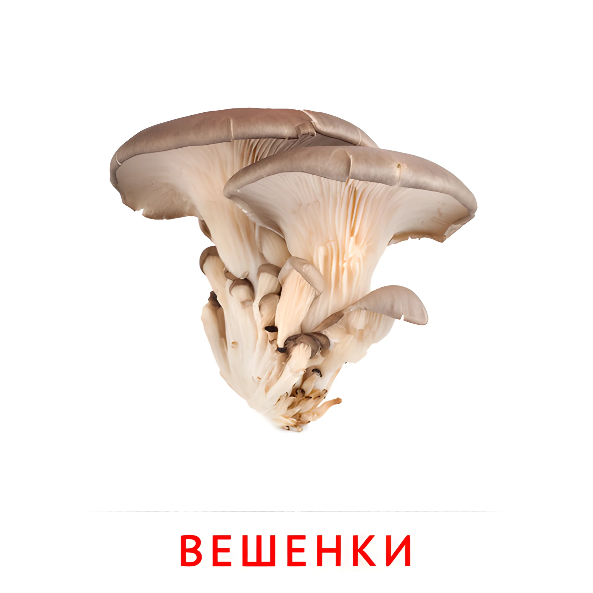 Вешенки №2255. Карточки Домана на русском языке. Грибы.