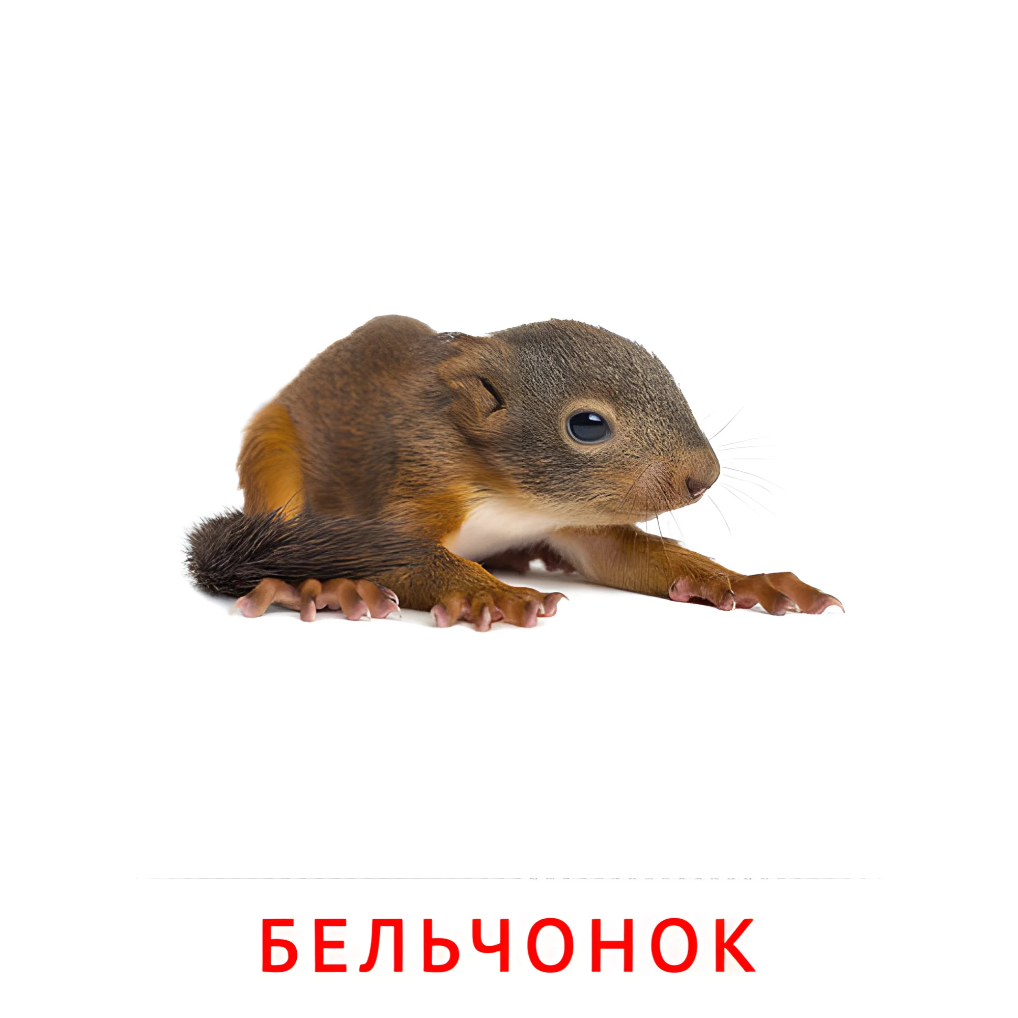 Бельчонок №2014. Карточки Домана на русском языке. Животные и их детеныши.
