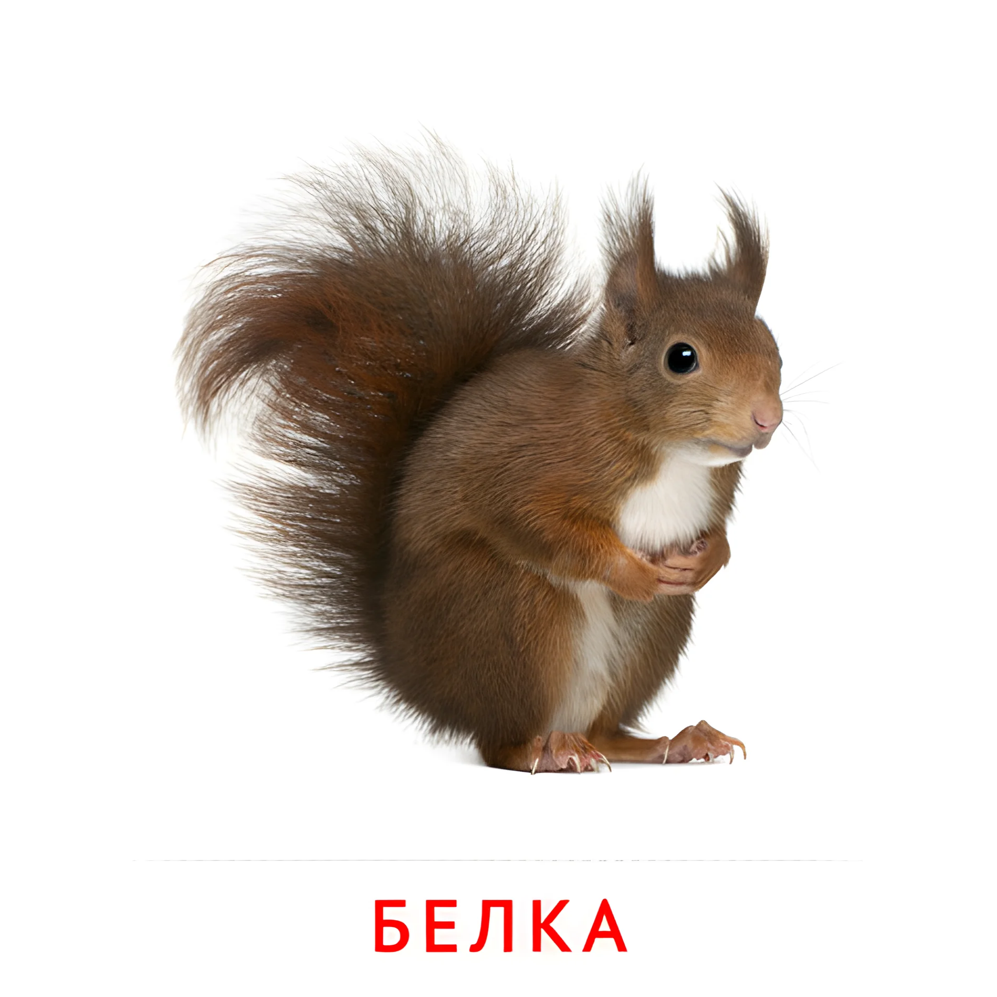 Белка №1999. Карточки Домана на русском языке. Животные и их детеныши.
