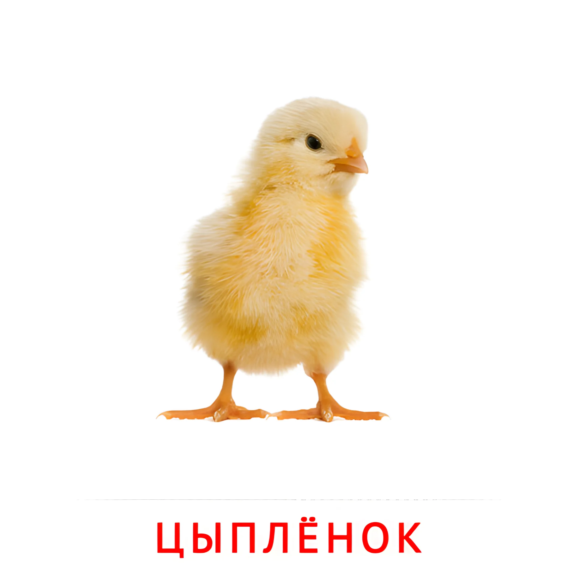 Цыплёнок №1985. Карточки Домана на русском языке. Животные и их детеныши.