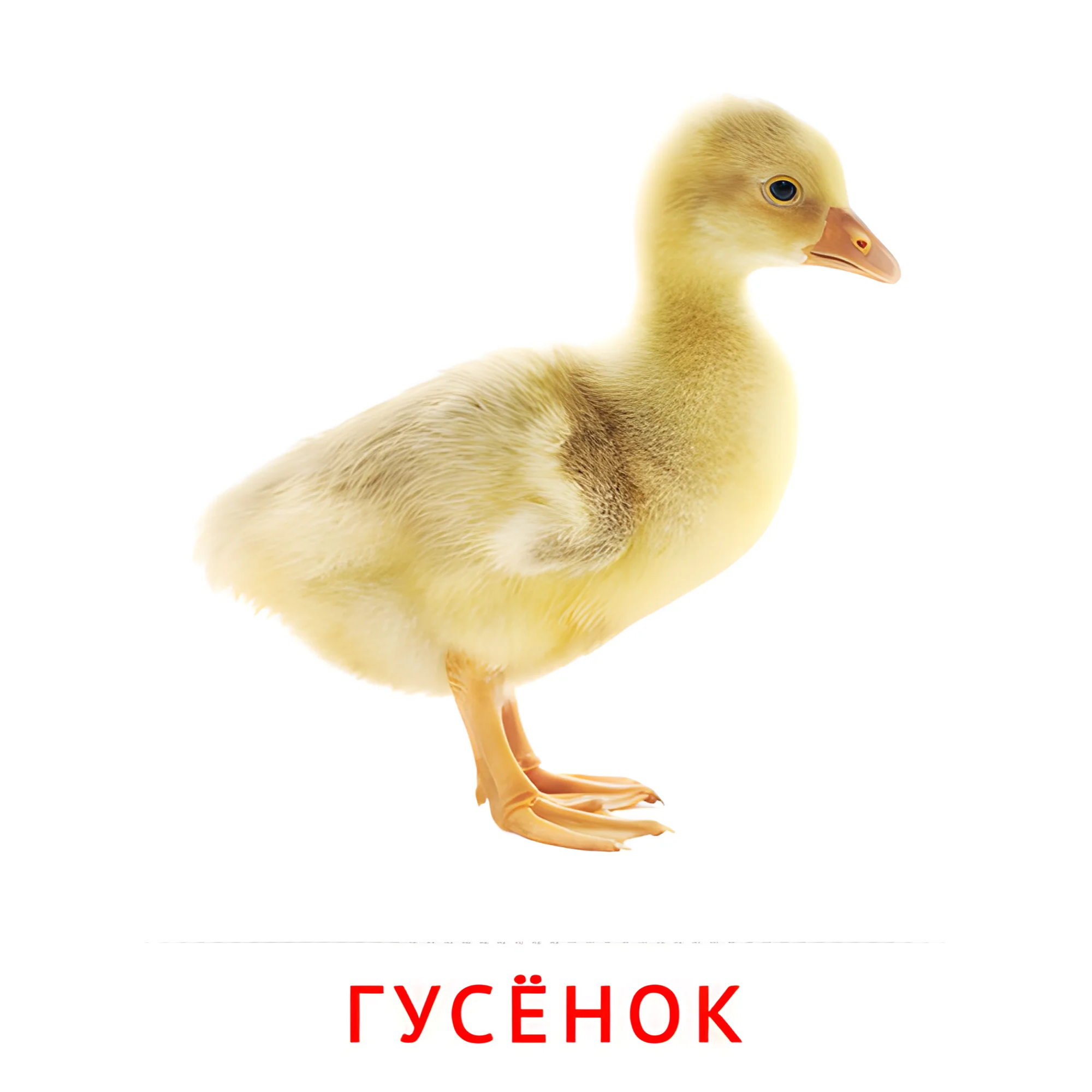 Гусёнок №2015. Карточки Домана на русском языке. Животные и их детеныши.
