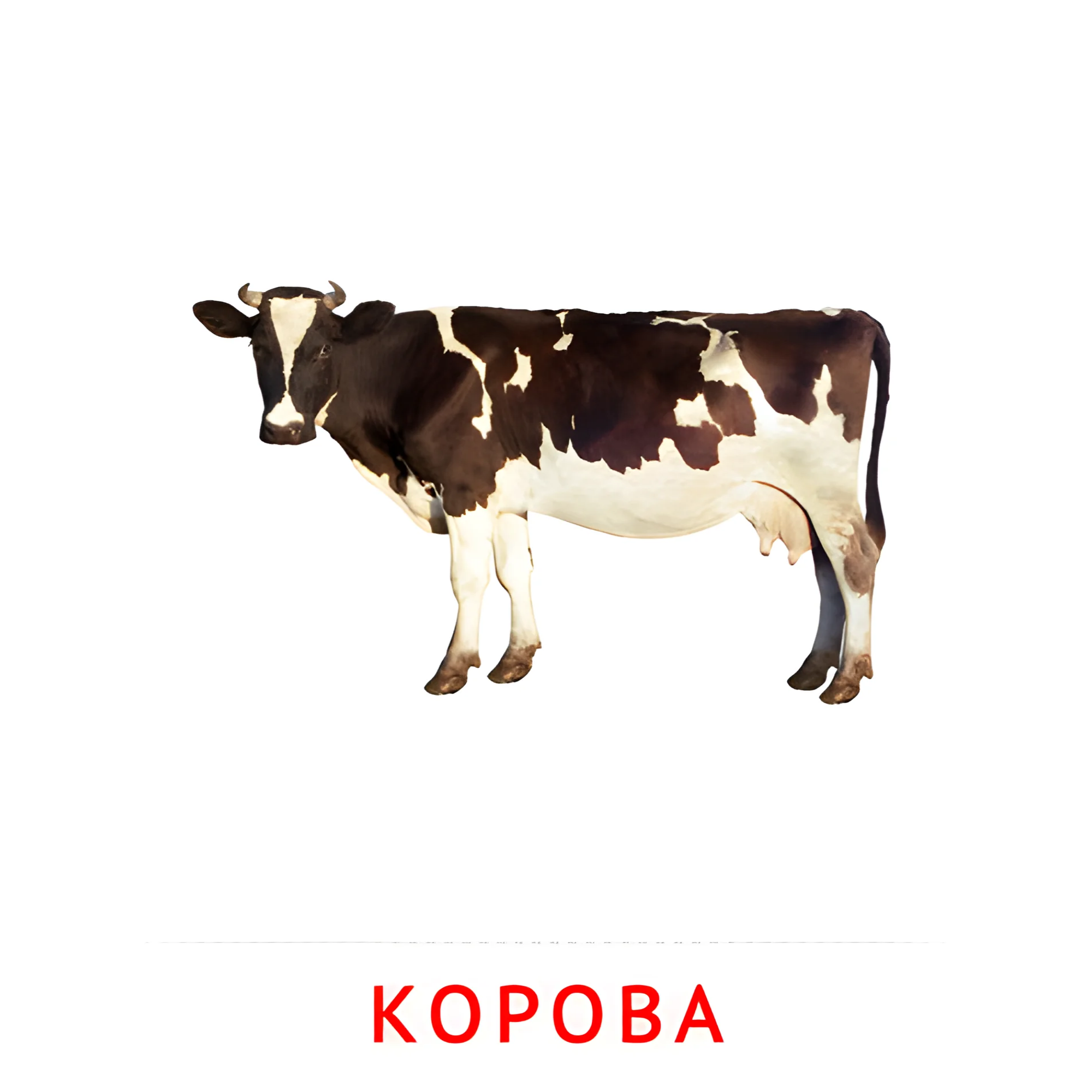 Корова №2008. Карточки Домана на русском языке. Животные и их детеныши.