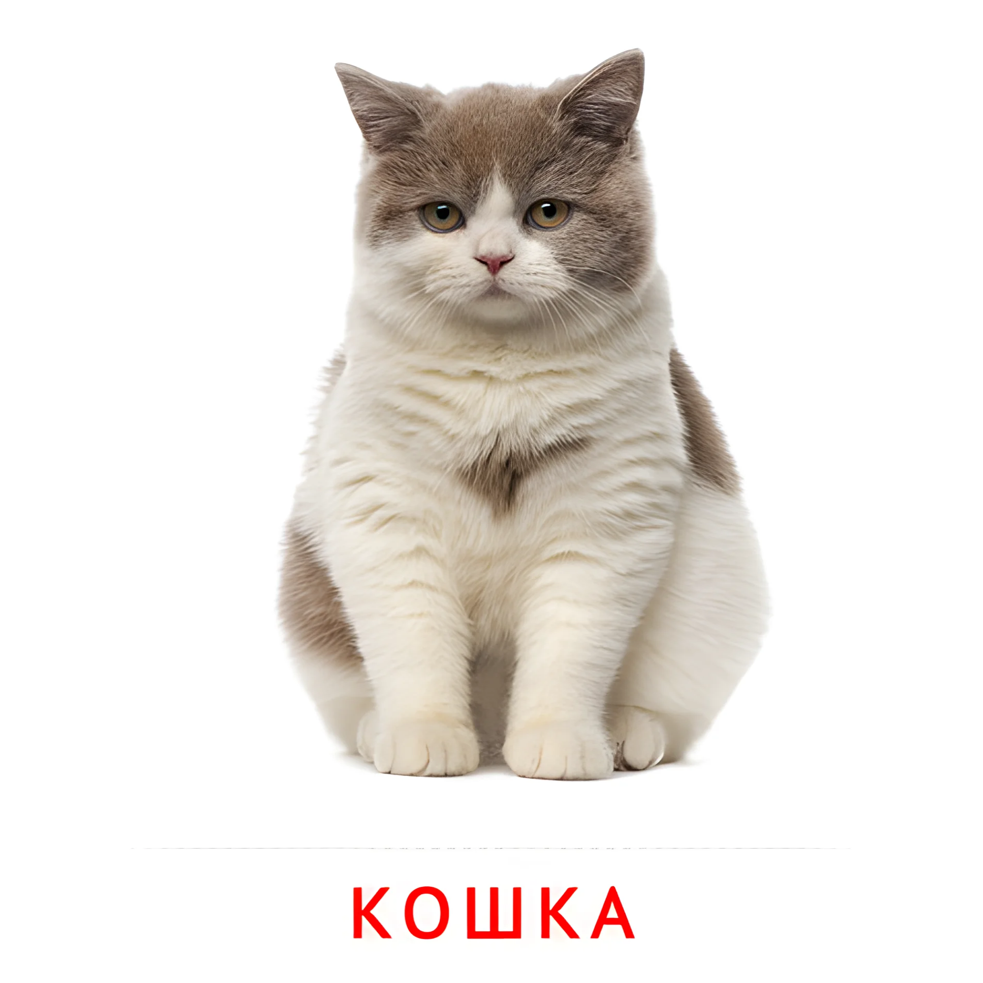 Кошка №2002. Карточки Домана на русском языке. Животные и их детеныши.
