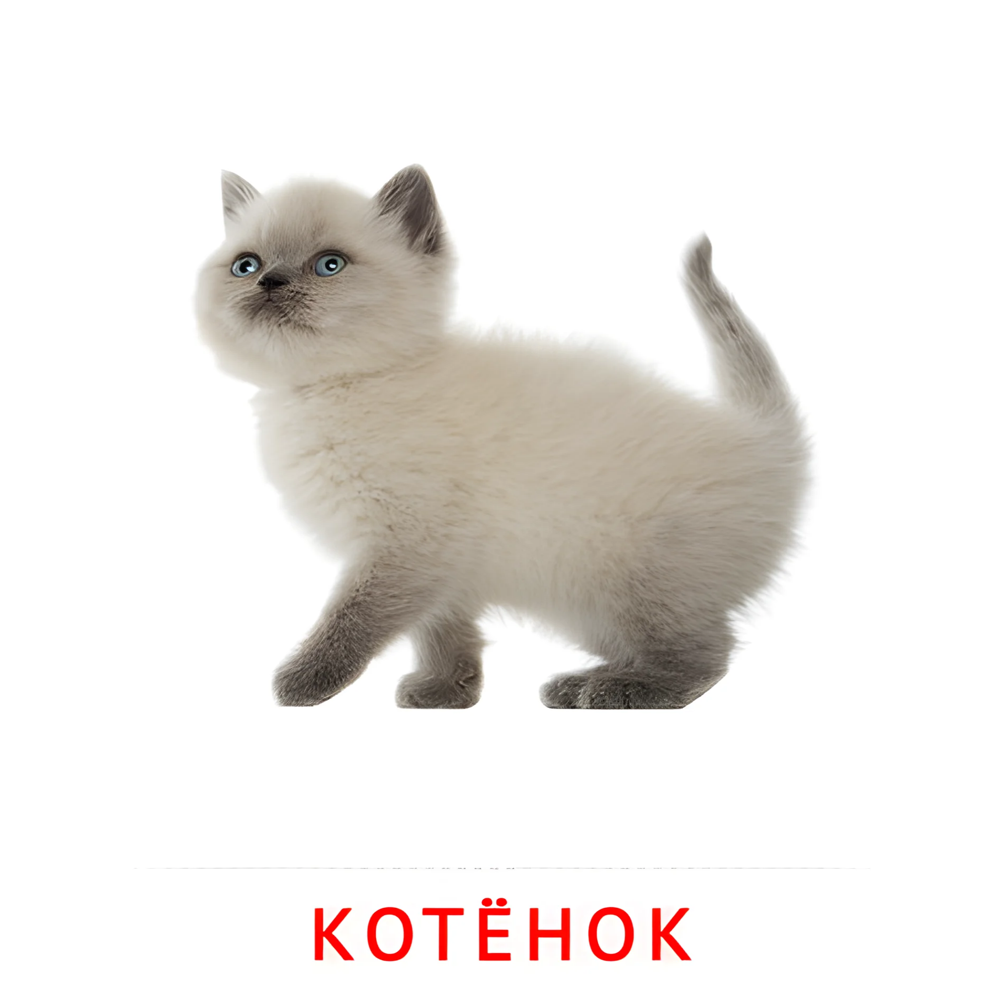 Котёнок №1995. Карточки Домана на русском языке. Животные и их детеныши.