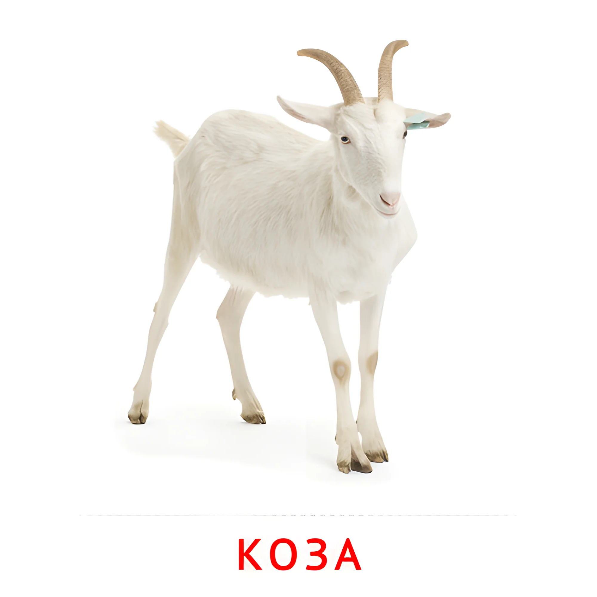 Коза №2001. Карточки Домана на русском языке. Животные и их детеныши.