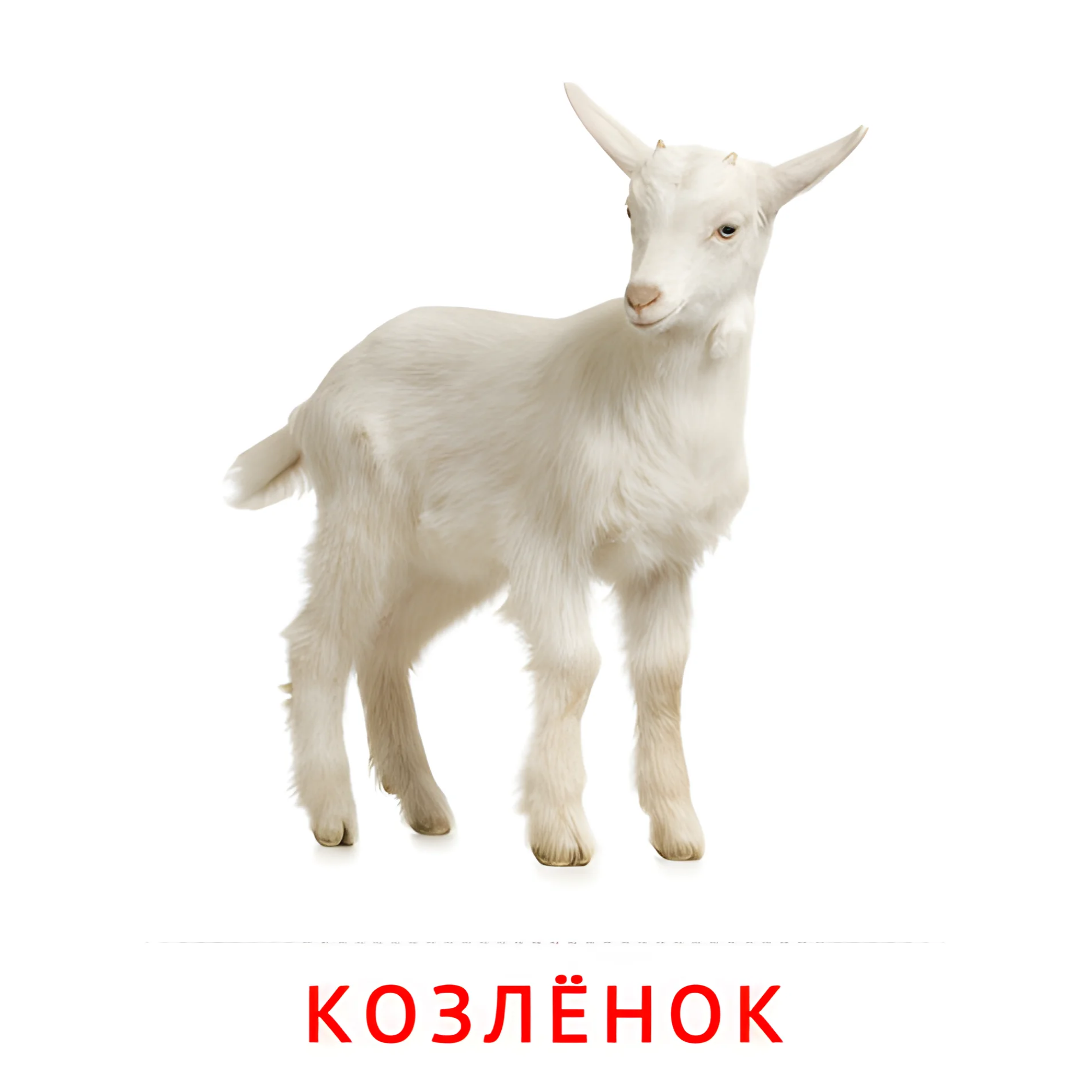 Козлёнок №2007. Карточки Домана на русском языке. Животные и их детеныши.