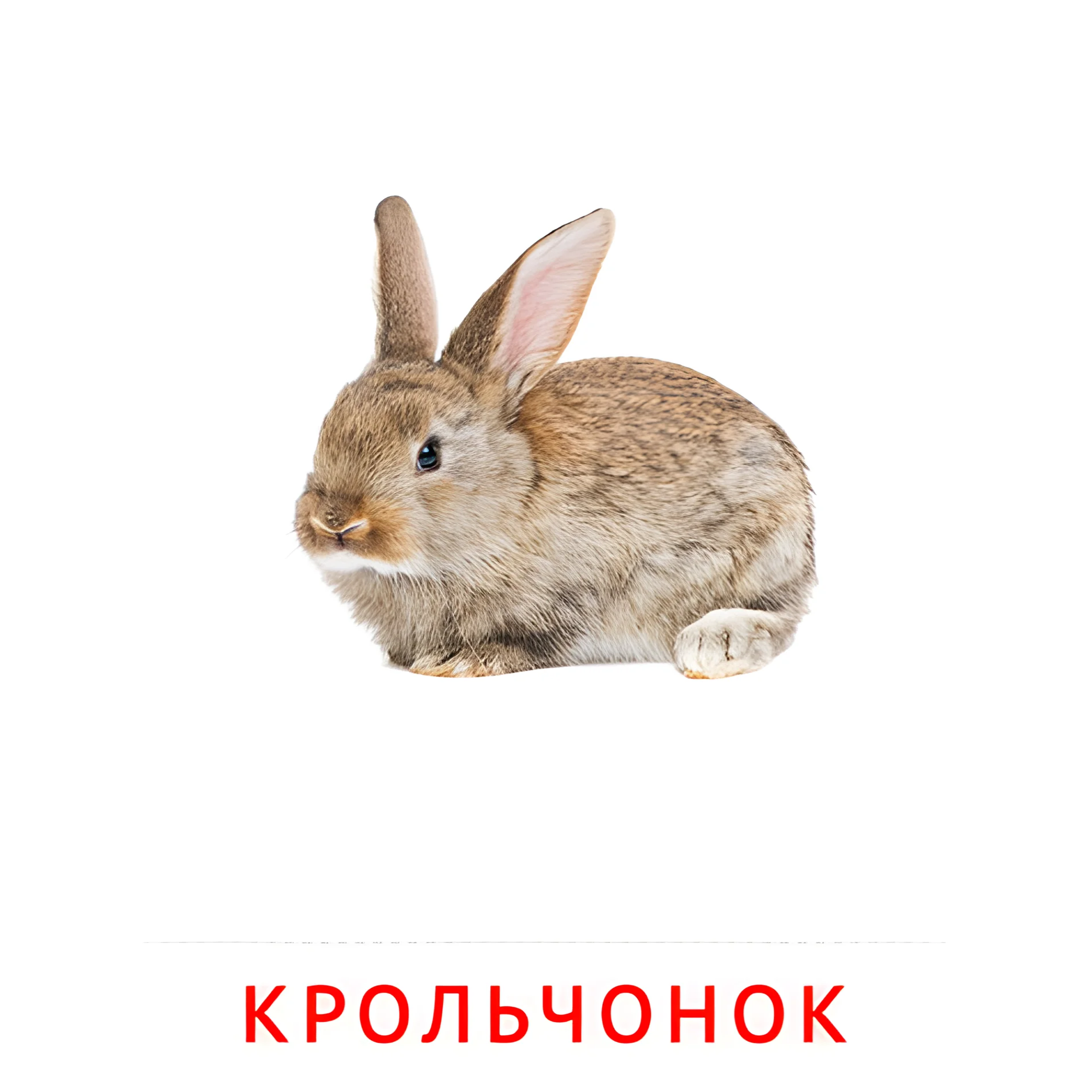 Крольчонок №2018. Карточки Домана на русском языке. Животные и их детеныши.