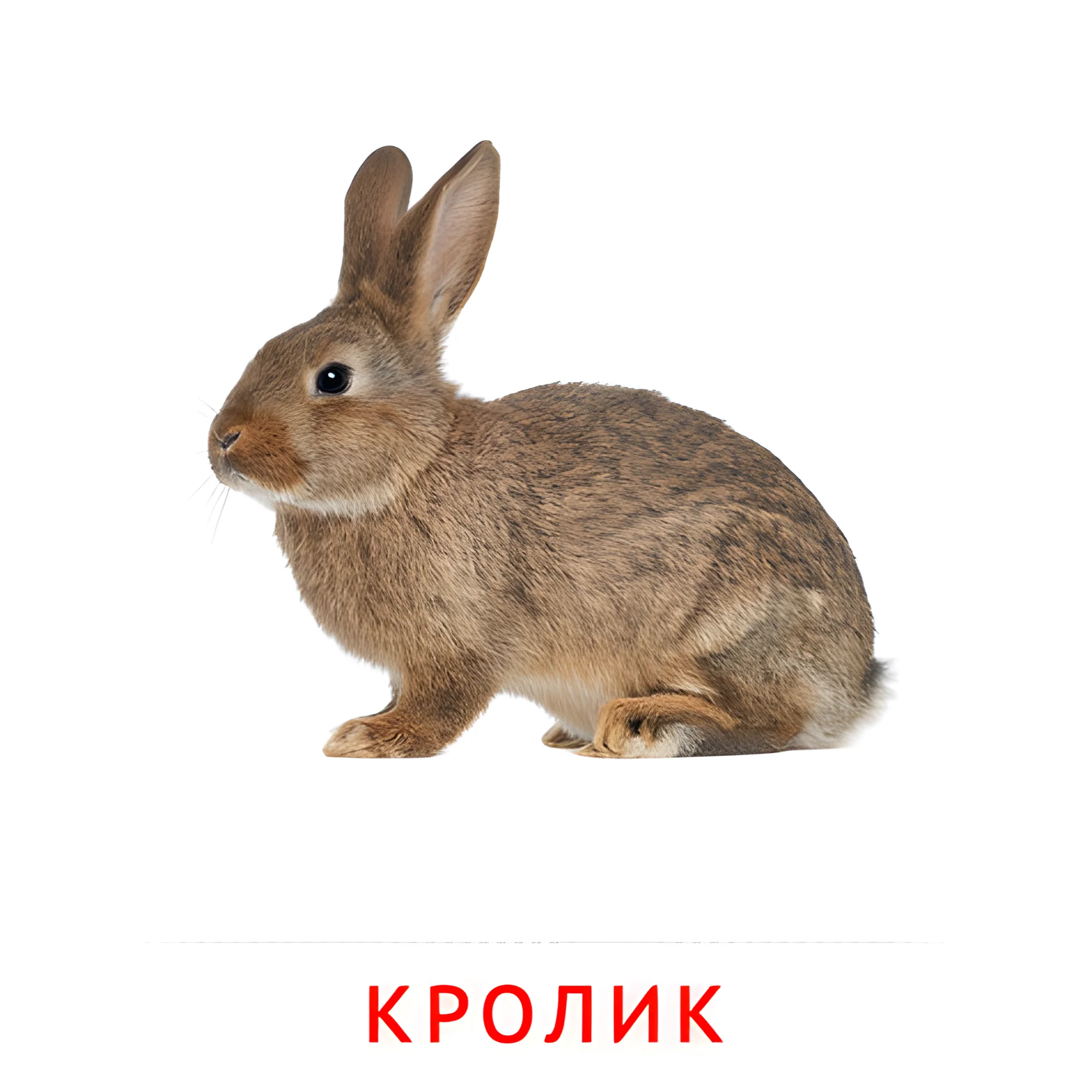 Кролик №2003. Карточки Домана на русском языке. Животные и их детеныши.