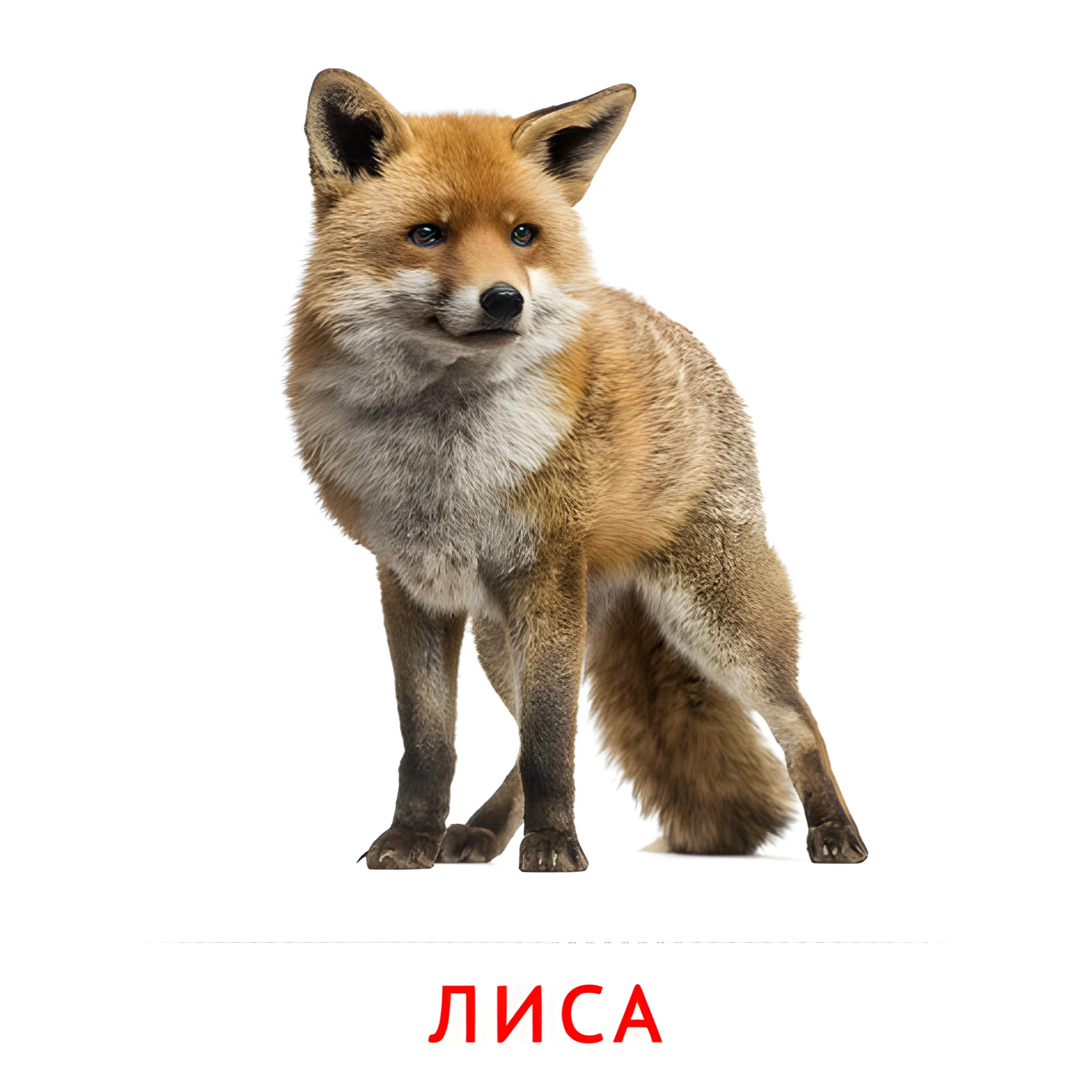 Лиса №2010. Карточки Домана на русском языке. Животные и их детеныши.