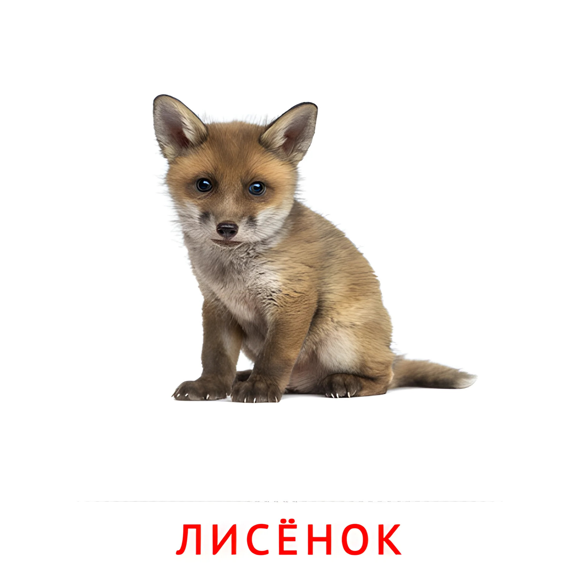 Лисёнок №1991. Карточки Домана на русском языке. Животные и их детеныши.