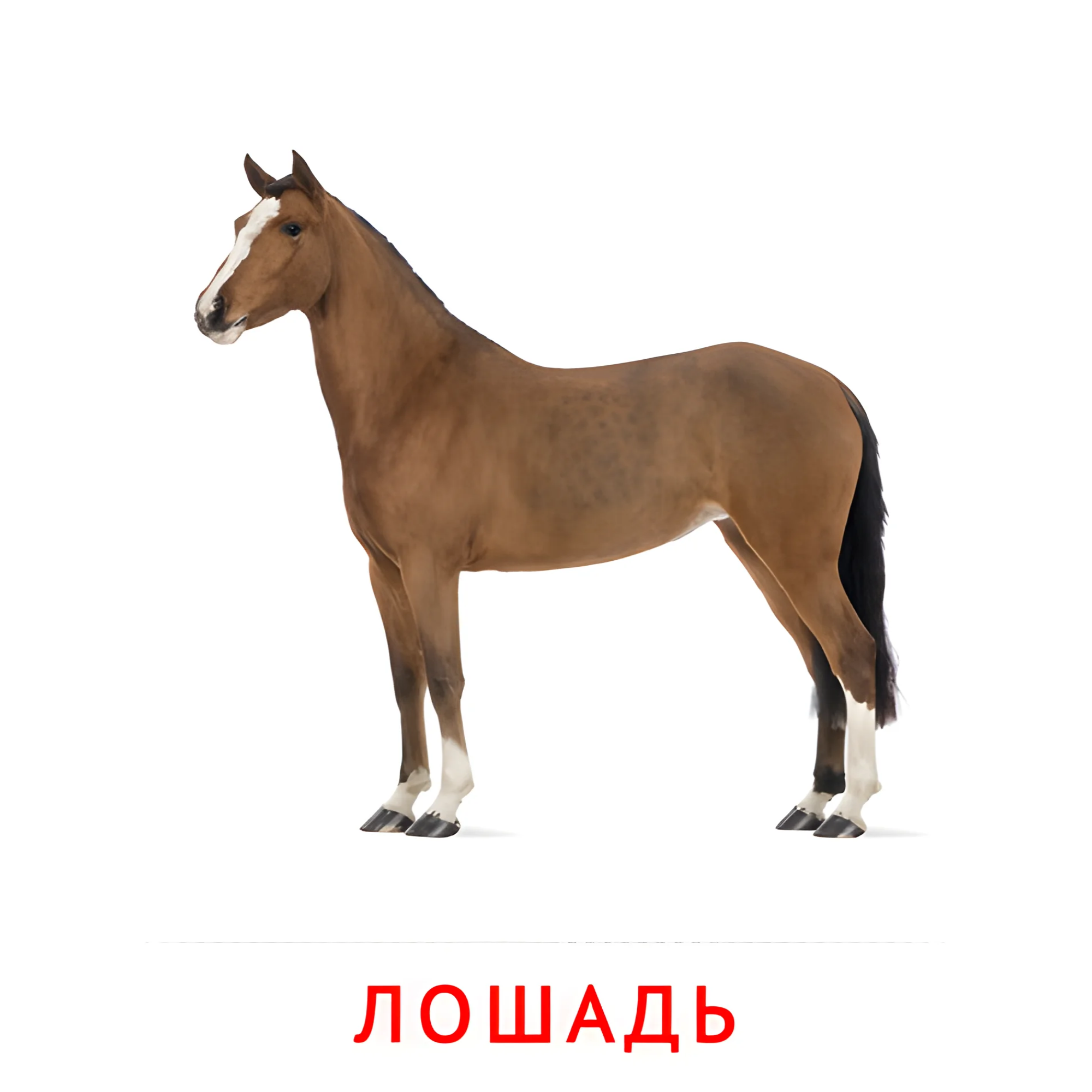 Лошадь №2004. Карточки Домана на русском языке. Животные и их детеныши.