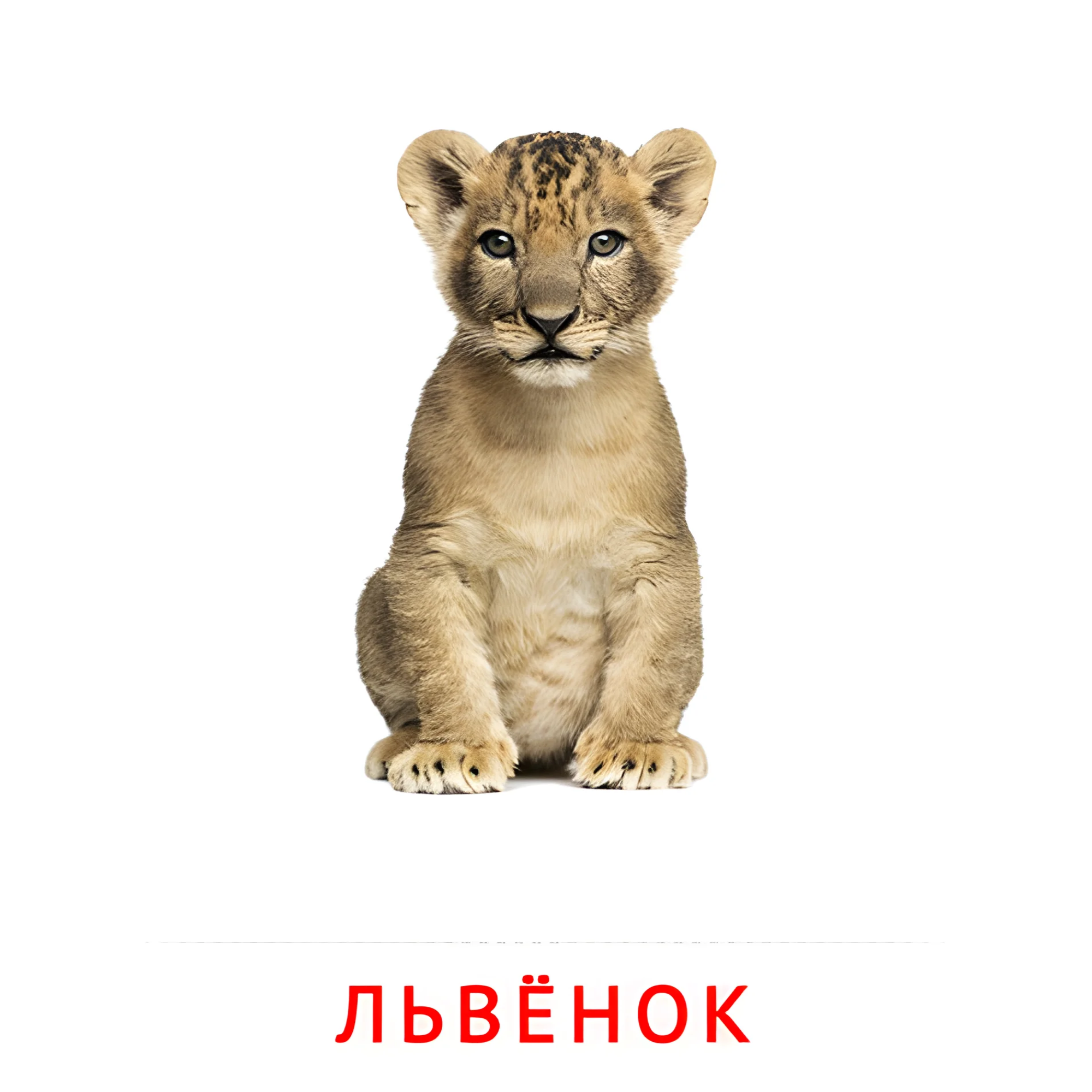 Львёнок №1996. Карточки Домана на русском языке. Животные и их детеныши.