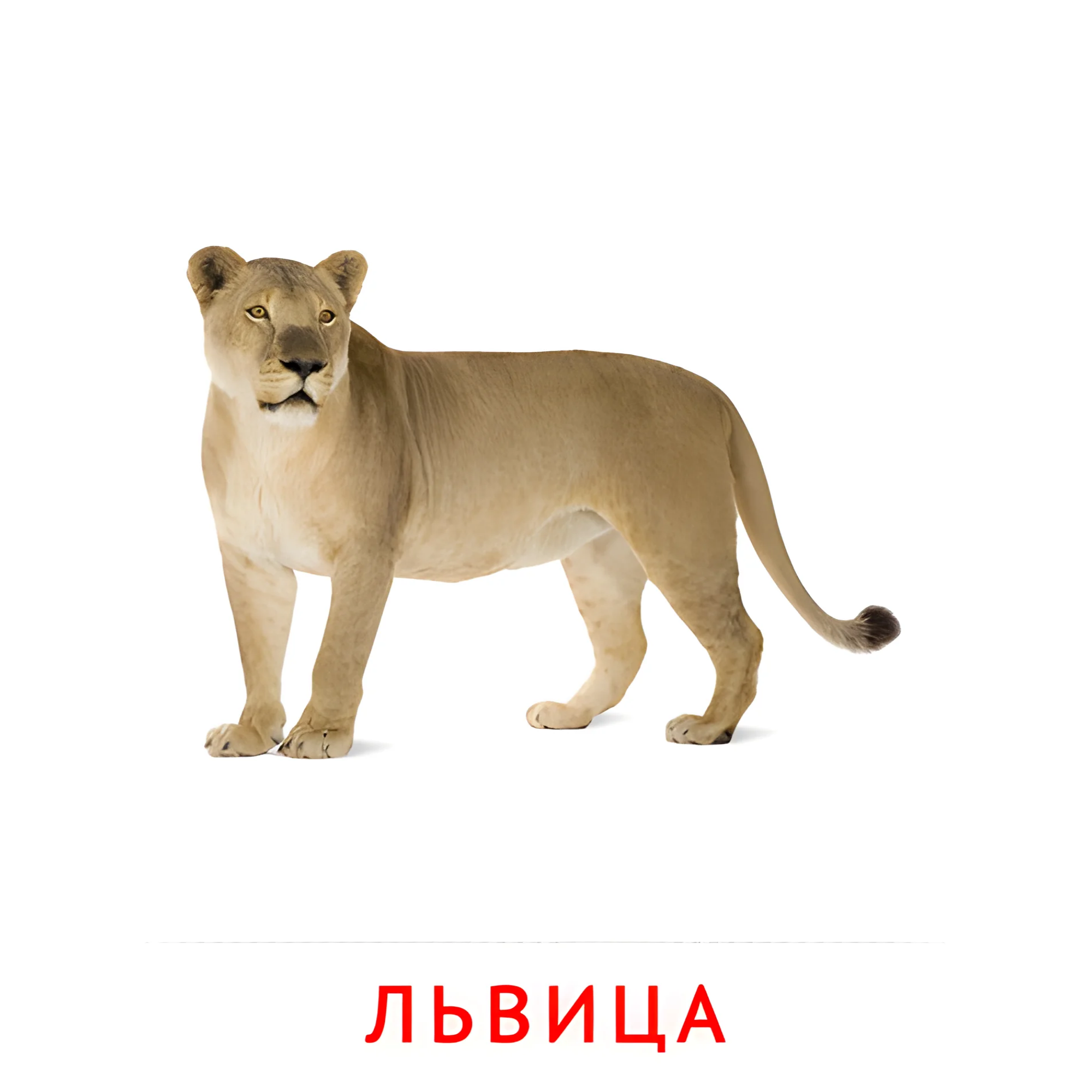 Львица №2017. Карточки Домана на русском языке. Животные и их детеныши.
