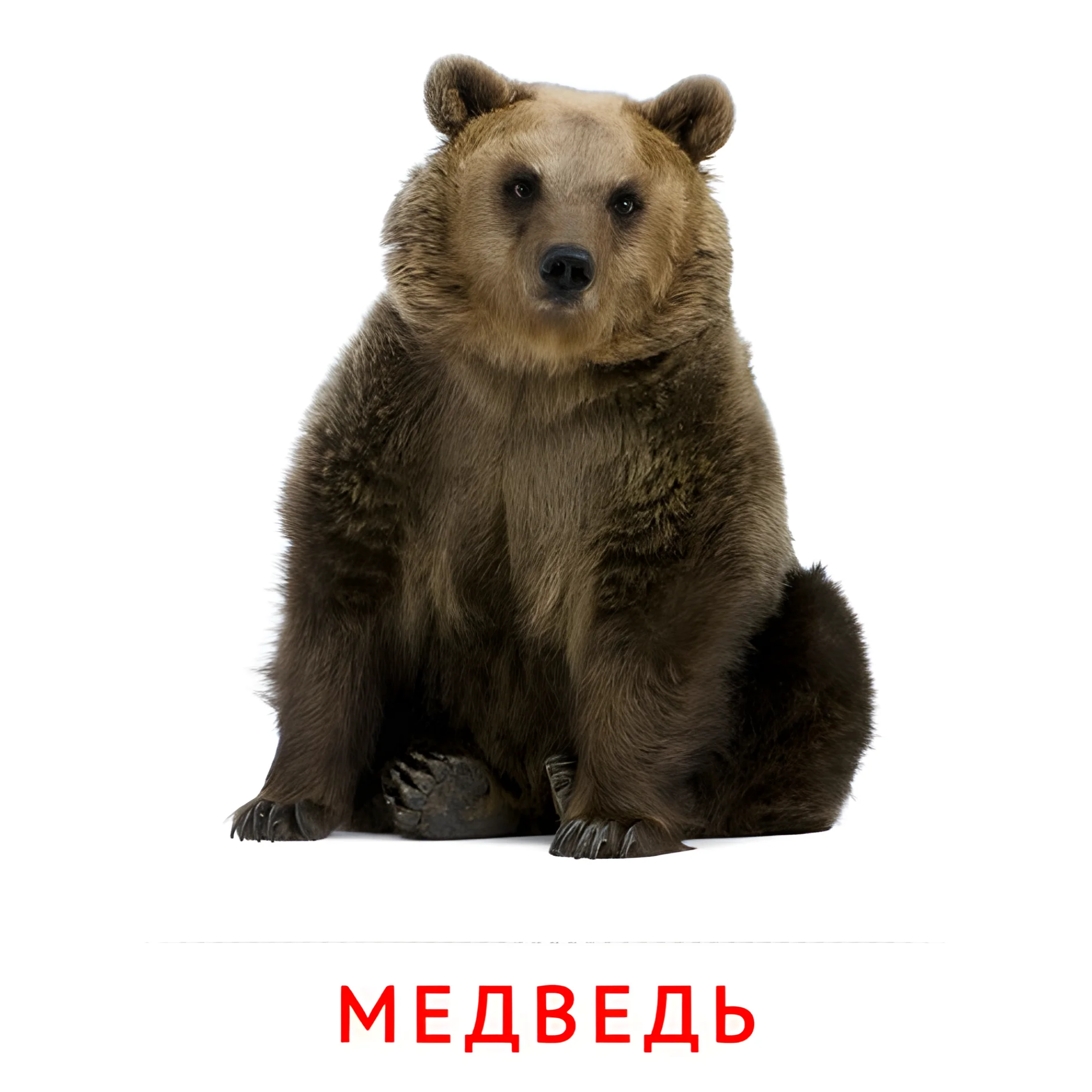 Медведь №2011. Карточки Домана на русском языке. Животные и их детеныши.