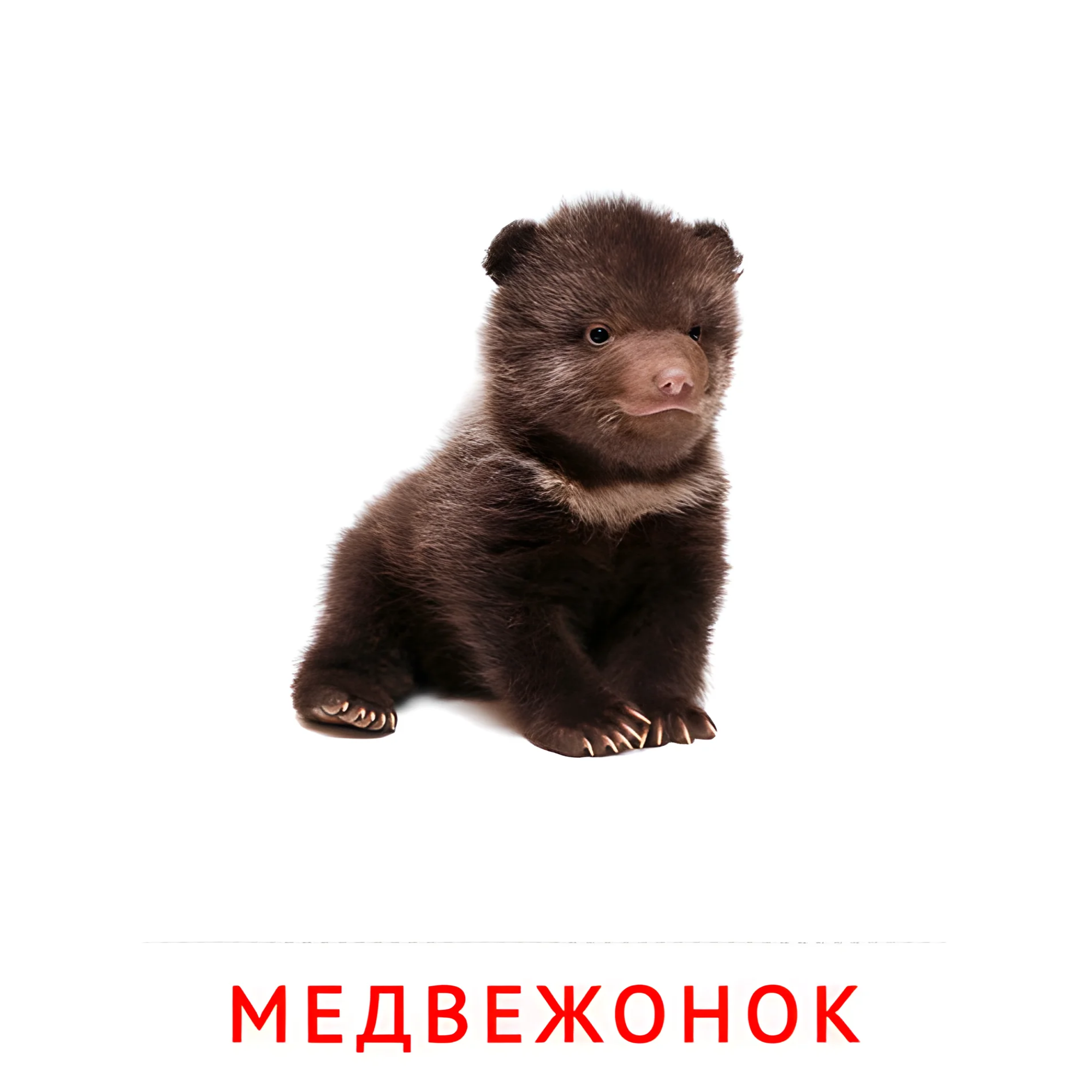 Медвежонок №1997. Карточки Домана на русском языке. Животные и их детеныши.