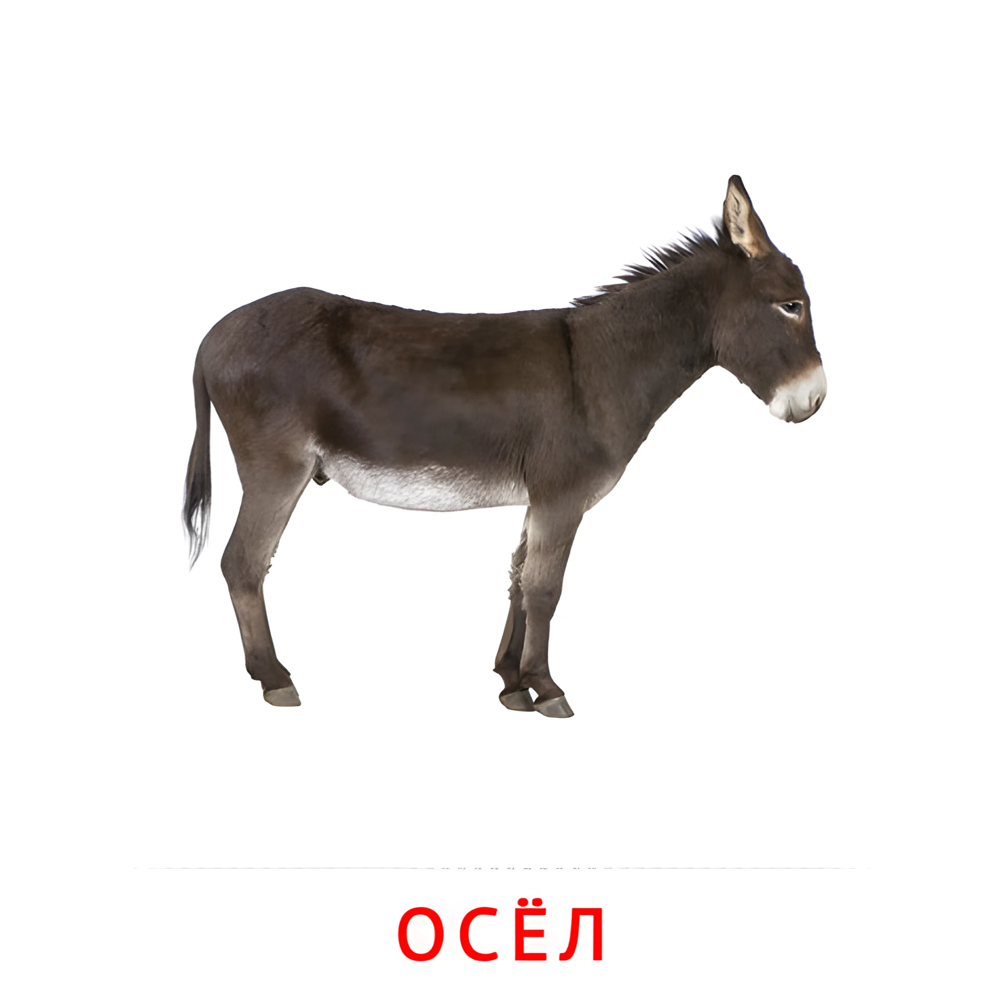 Осёл №2012. Карточки Домана на русском языке. Животные и их детеныши.