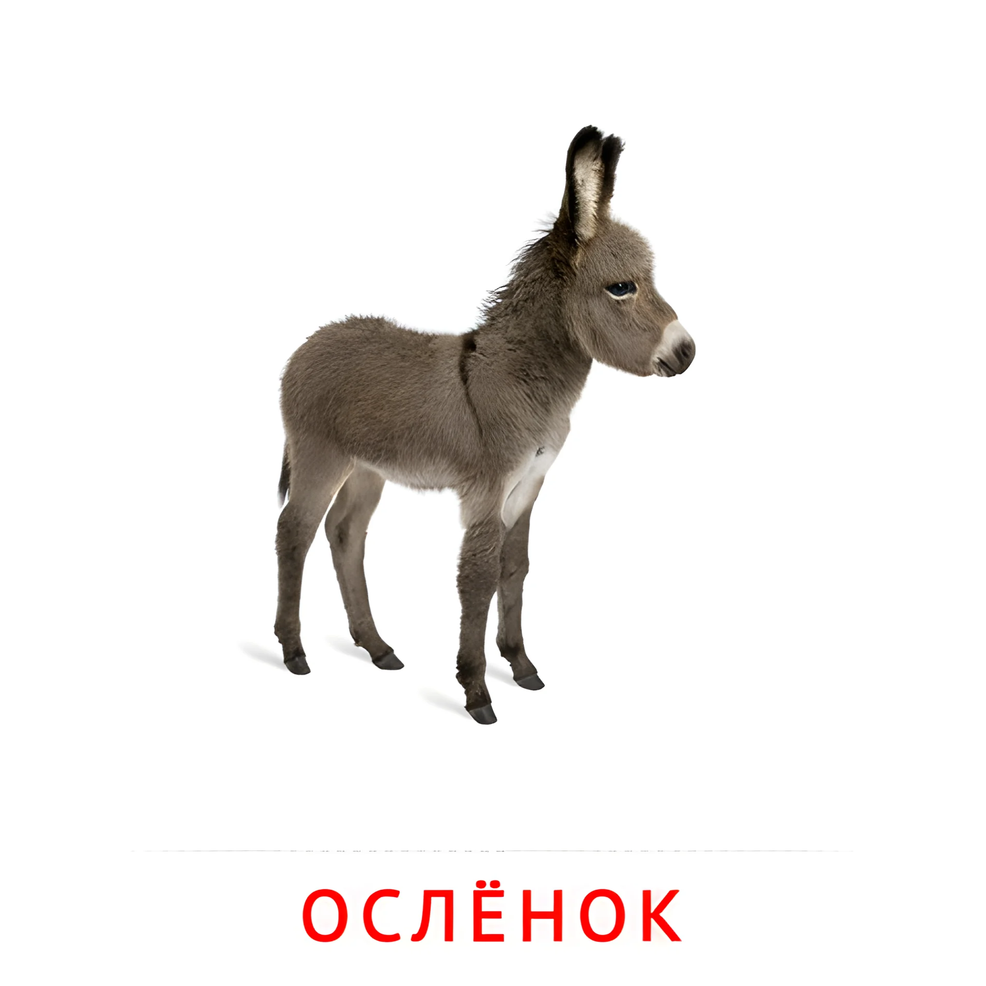 Ослёнок №2016. Карточки Домана на русском языке. Животные и их детеныши.