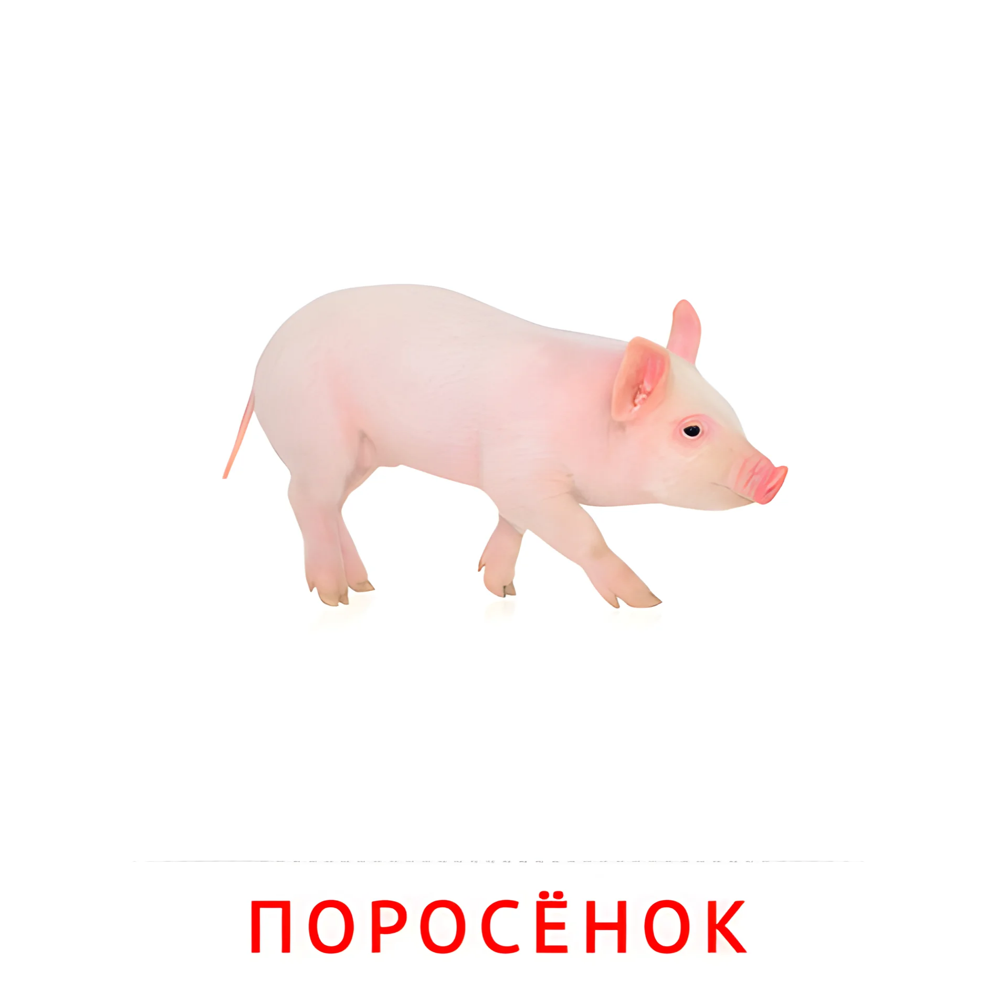 Поросёнок №1993. Карточки Домана на русском языке. Животные и их детеныши.