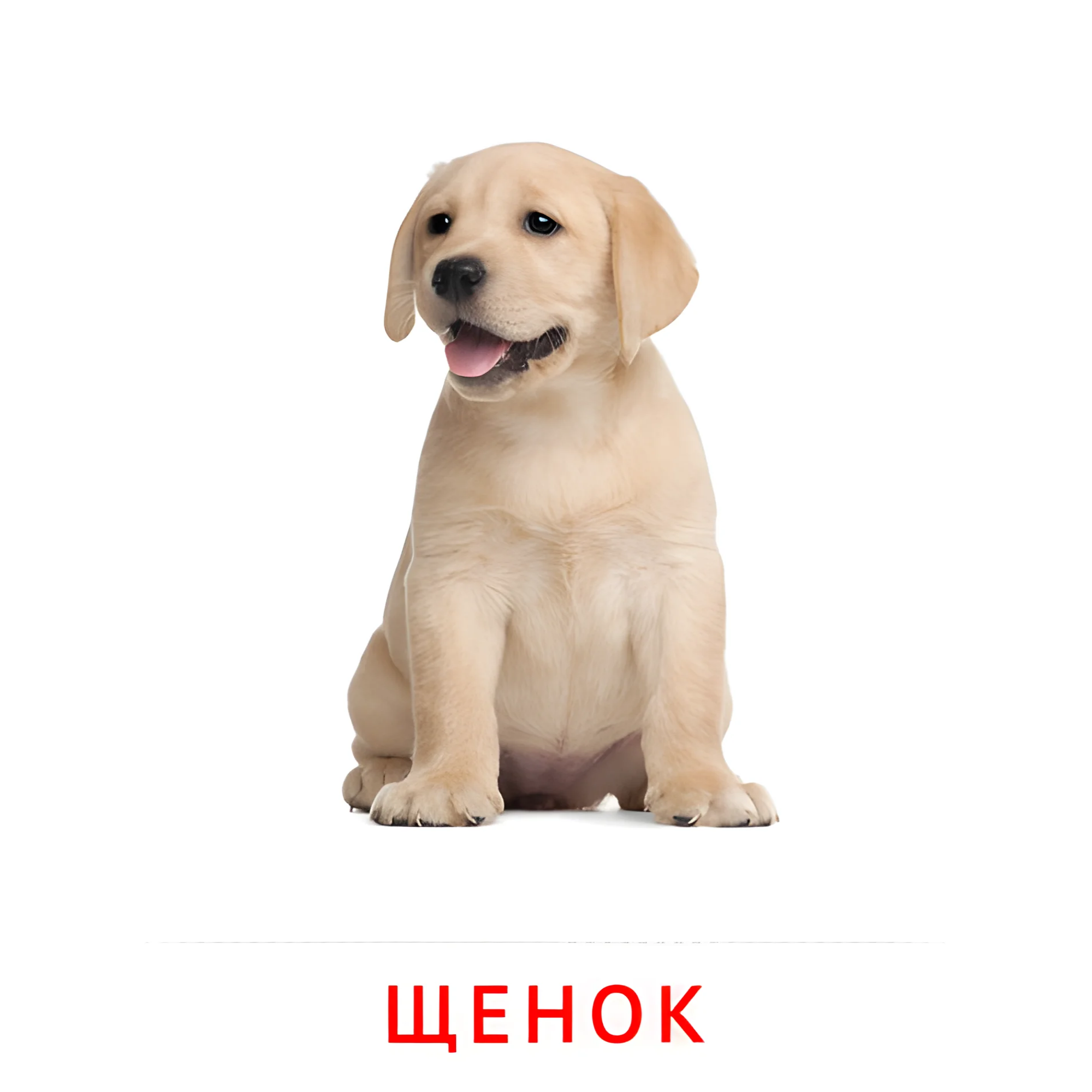 Щенок №1989. Карточки Домана на русском языке. Животные и их детеныши.