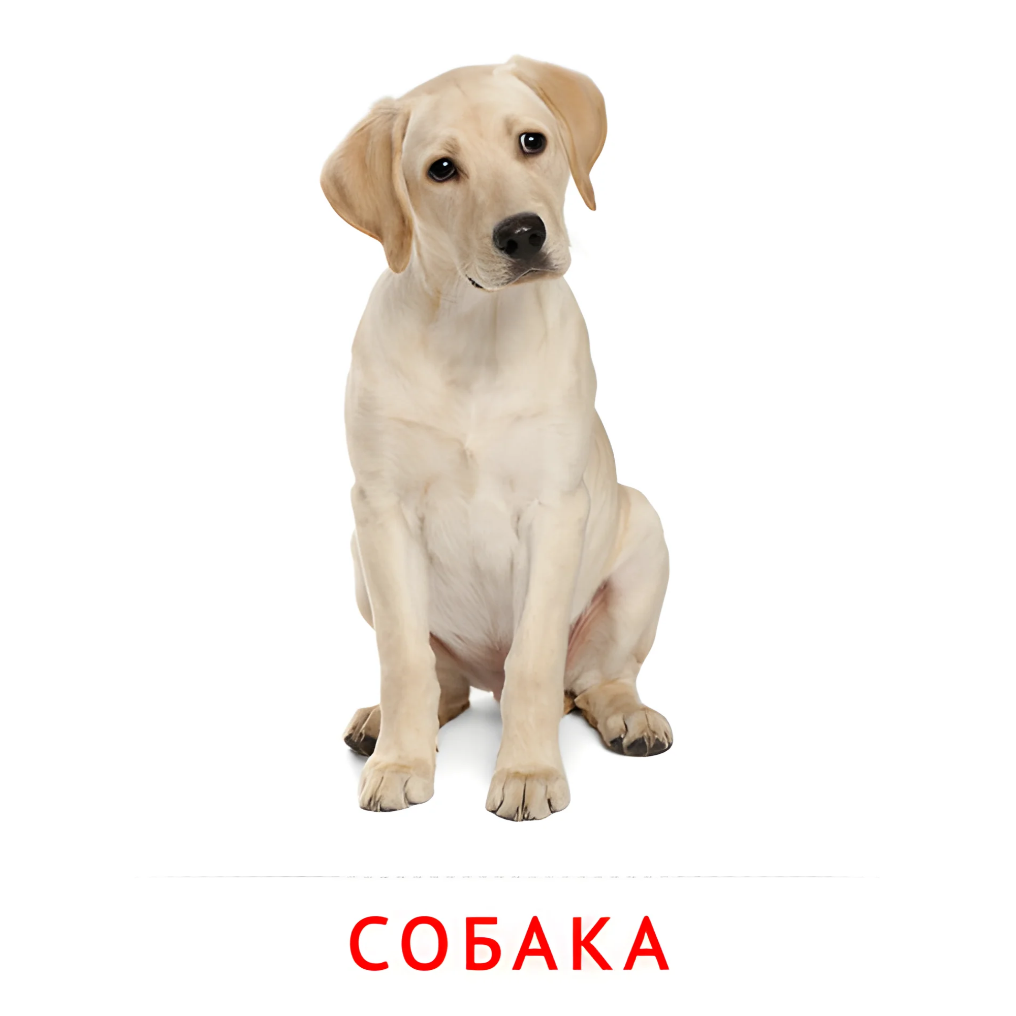 Собака №1994. Карточки Домана на русском языке. Животные и их детеныши.