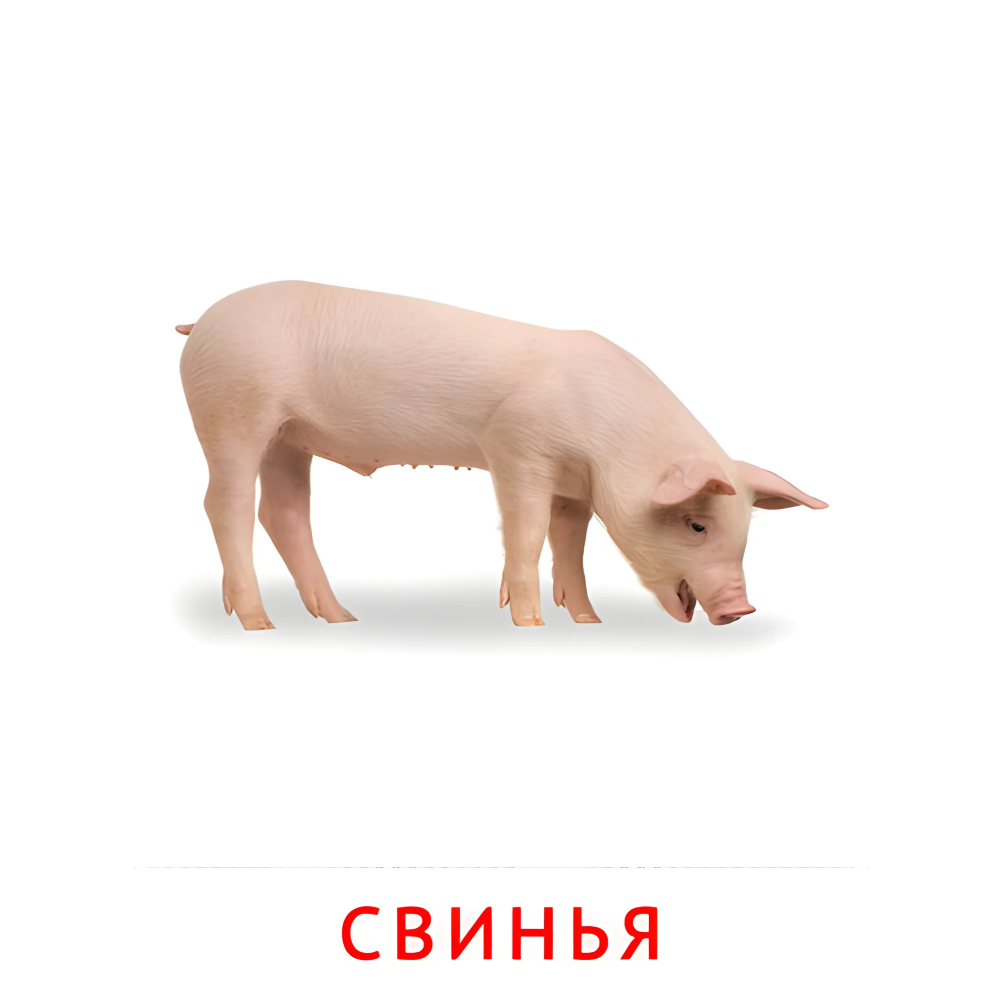 Свинья №2013. Карточки Домана на русском языке. Животные и их детеныши.
