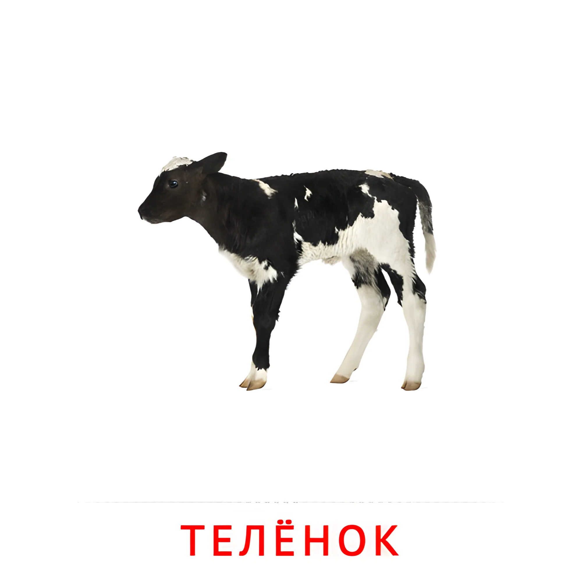 Телёнок №2009. Карточки Домана на русском языке. Животные и их детеныши.