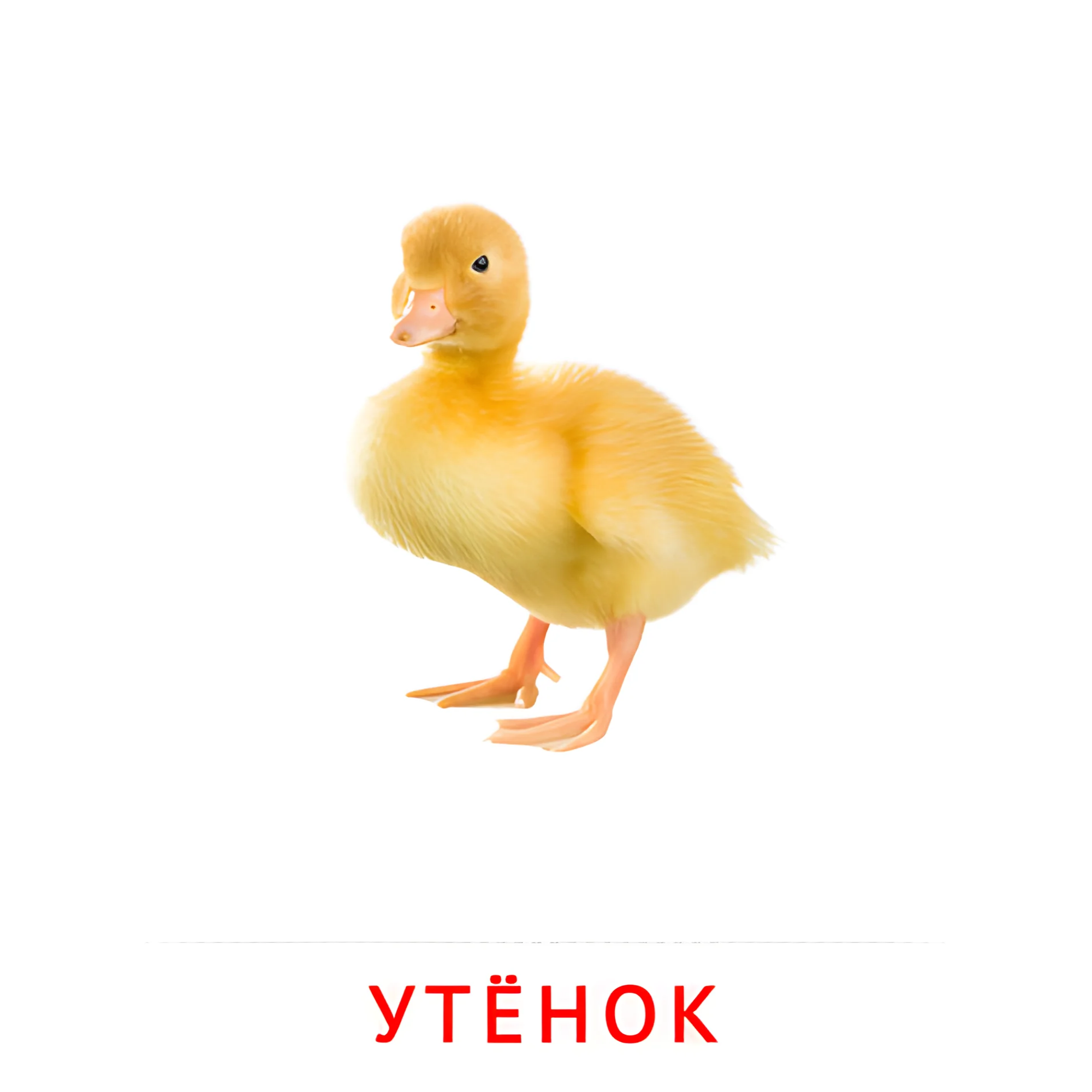 Утёнок №1987. Карточки Домана на русском языке. Животные и их детеныши.