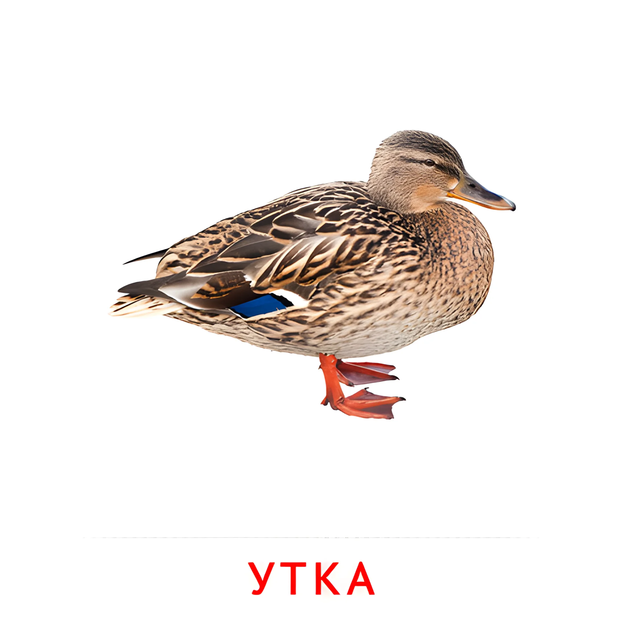 Утка №1998. Карточки Домана на русском языке. Животные и их детеныши.